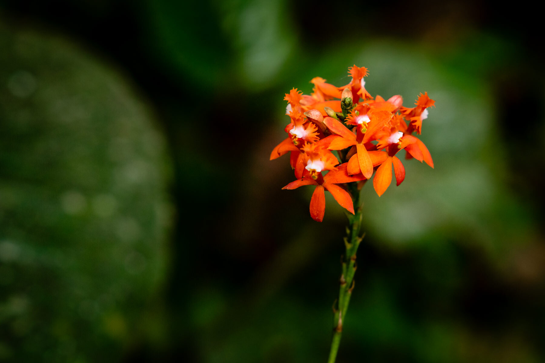 2018.08.27 天天竞猜网 Cloud Forest Bellavista ©詹妮弗·卡尔摄影-58-65.jpg