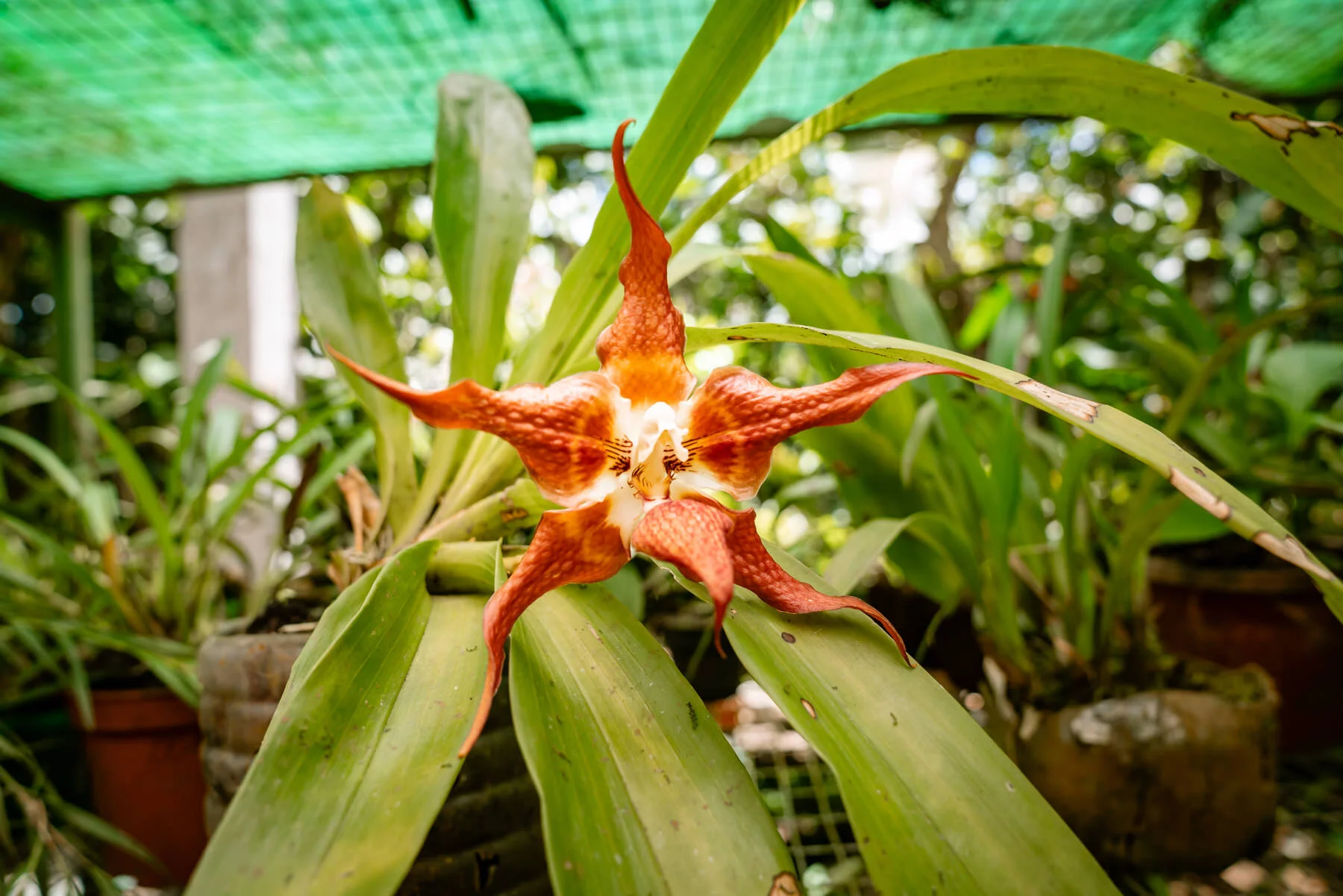 2018.08.26 Orchid Nursery 厄瓜多尔 ©詹妮弗·卡尔摄影-9-40.jpg
