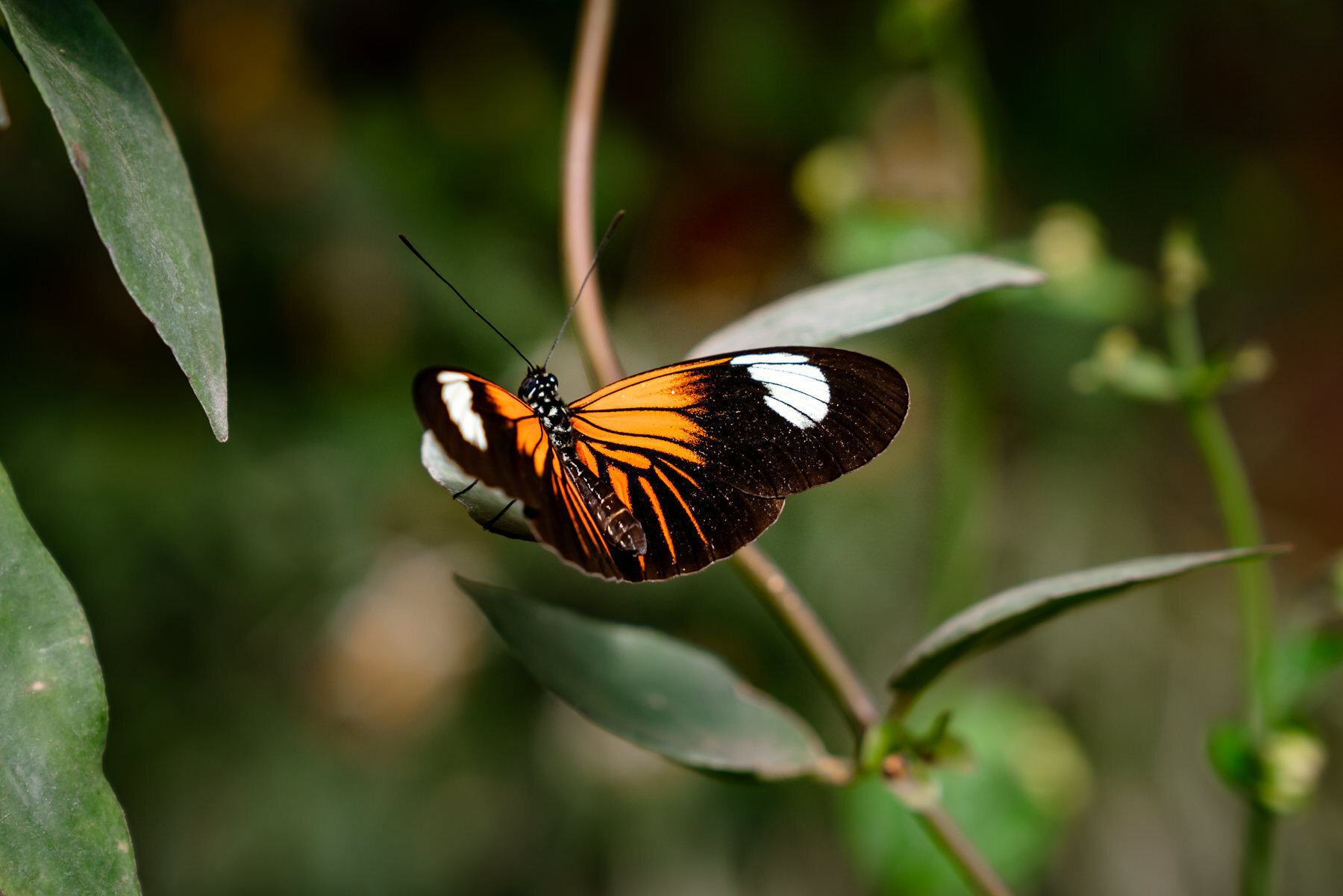 邮差蝴蝶,Heliconius melpomene