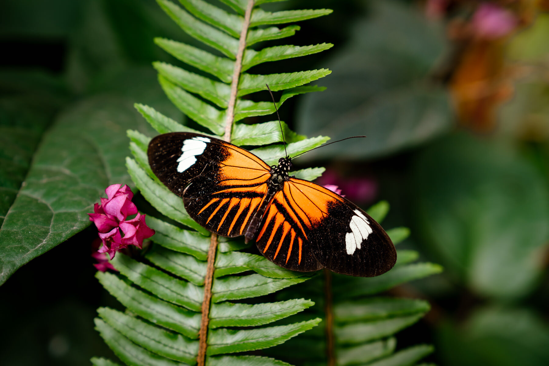 邮差蝴蝶,Heliconius melpomene