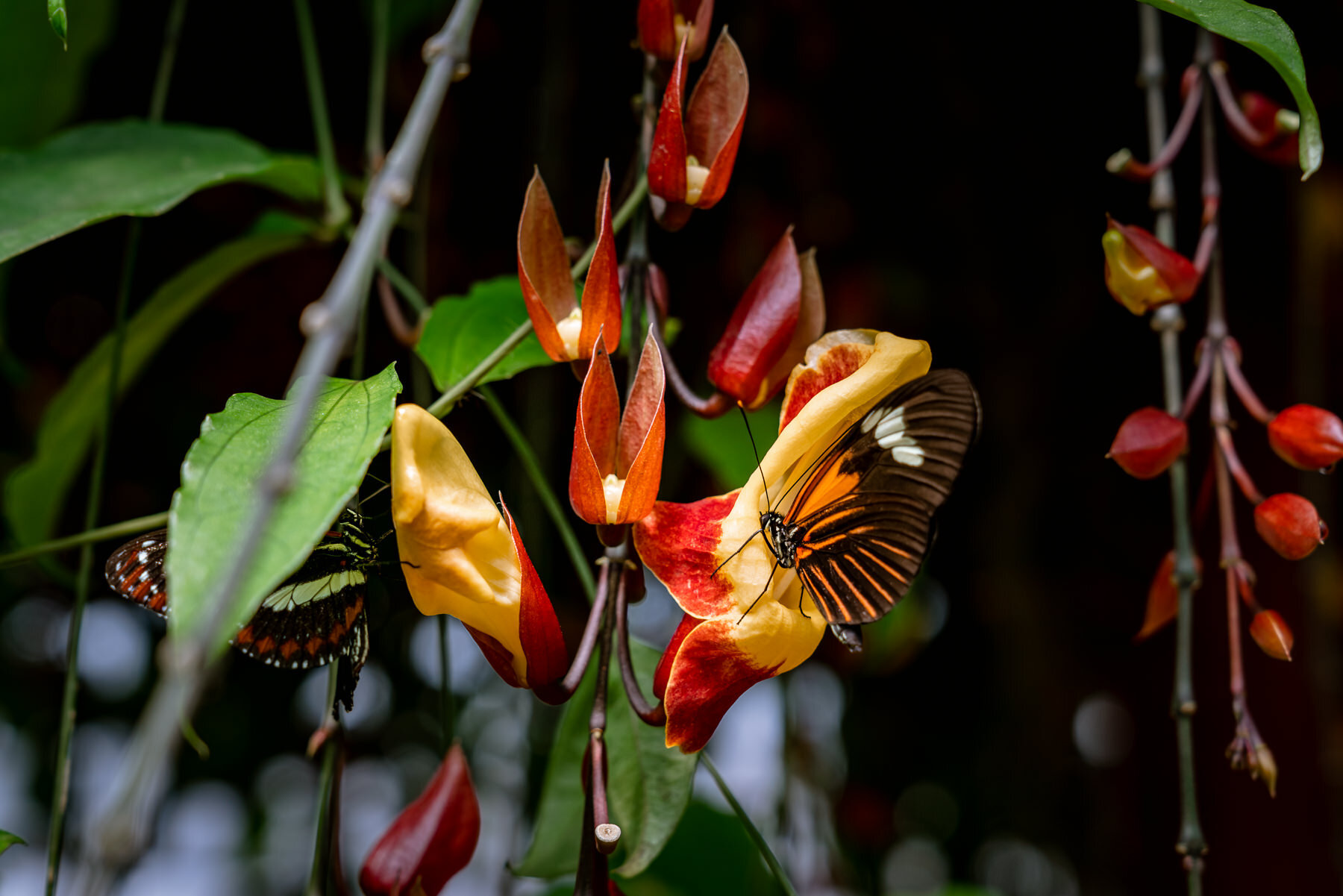 邮差蝴蝶,Heliconius melpomene