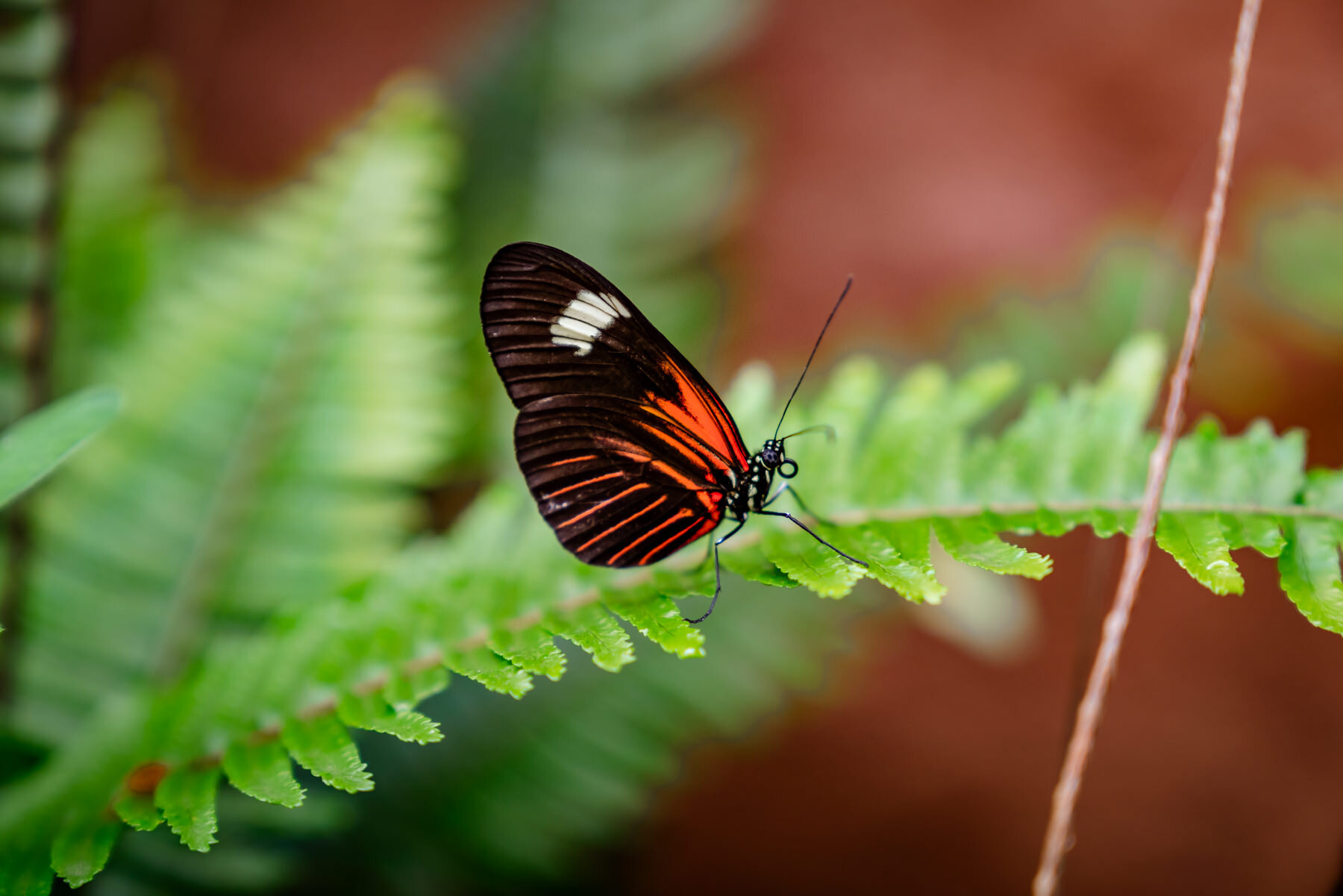 邮差蝴蝶,Heliconius melpomene