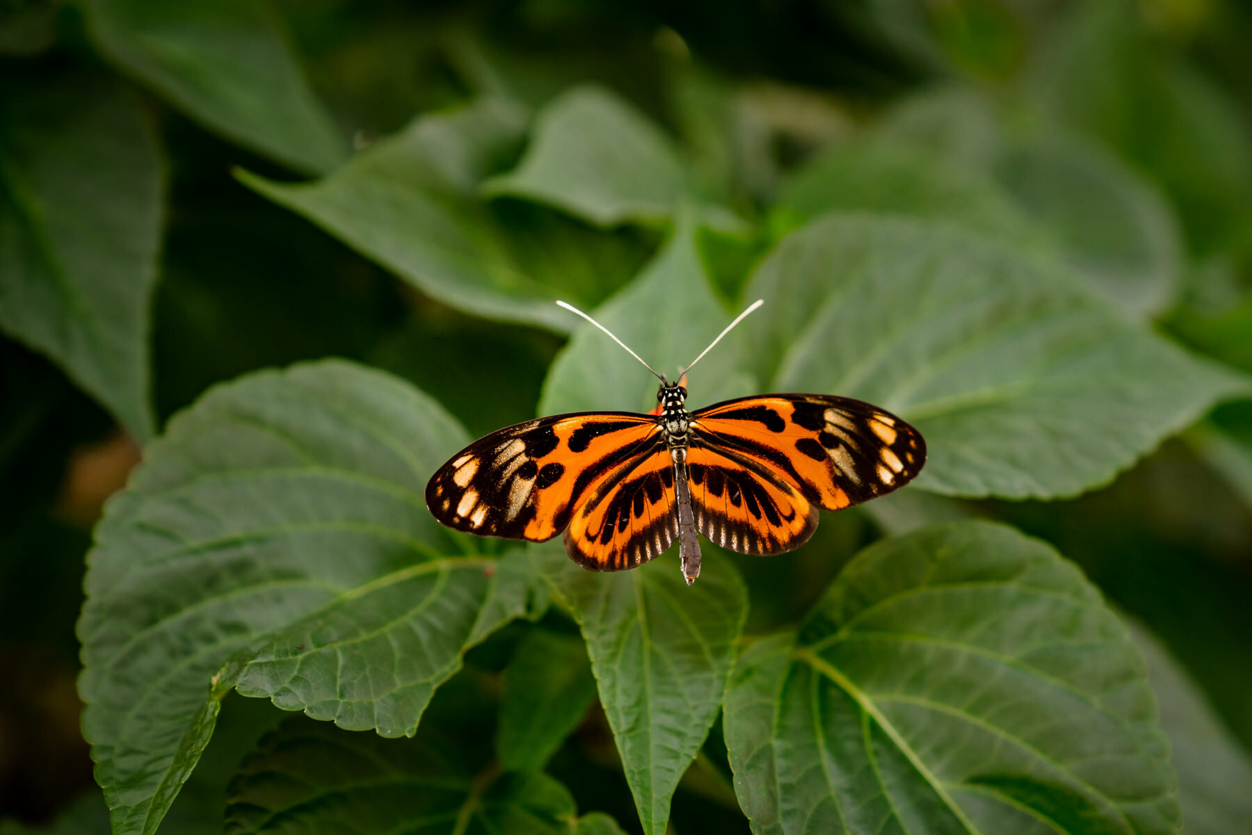 Ismenius老虎,Heliconius ismenius