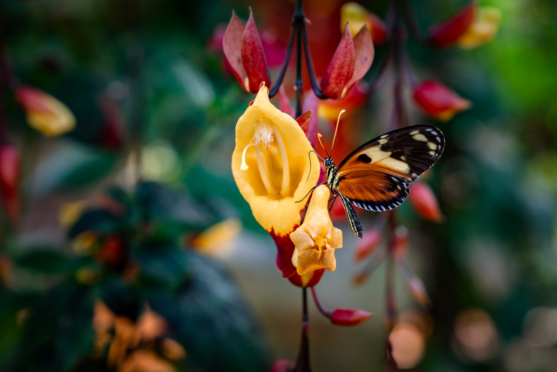 Ismenius老虎,Heliconius ismenius