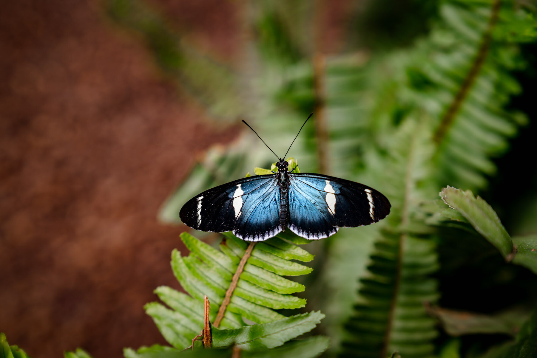 Doris Longwing,Heliconius doris-blue