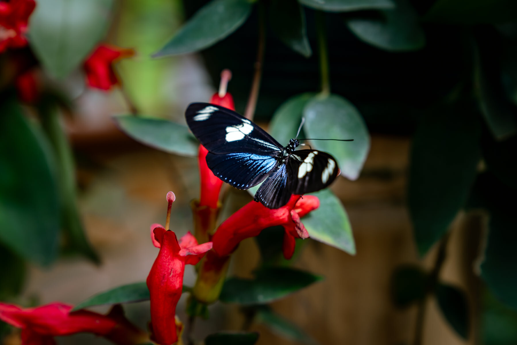 Doris Longwing,Heliconius doris-blue