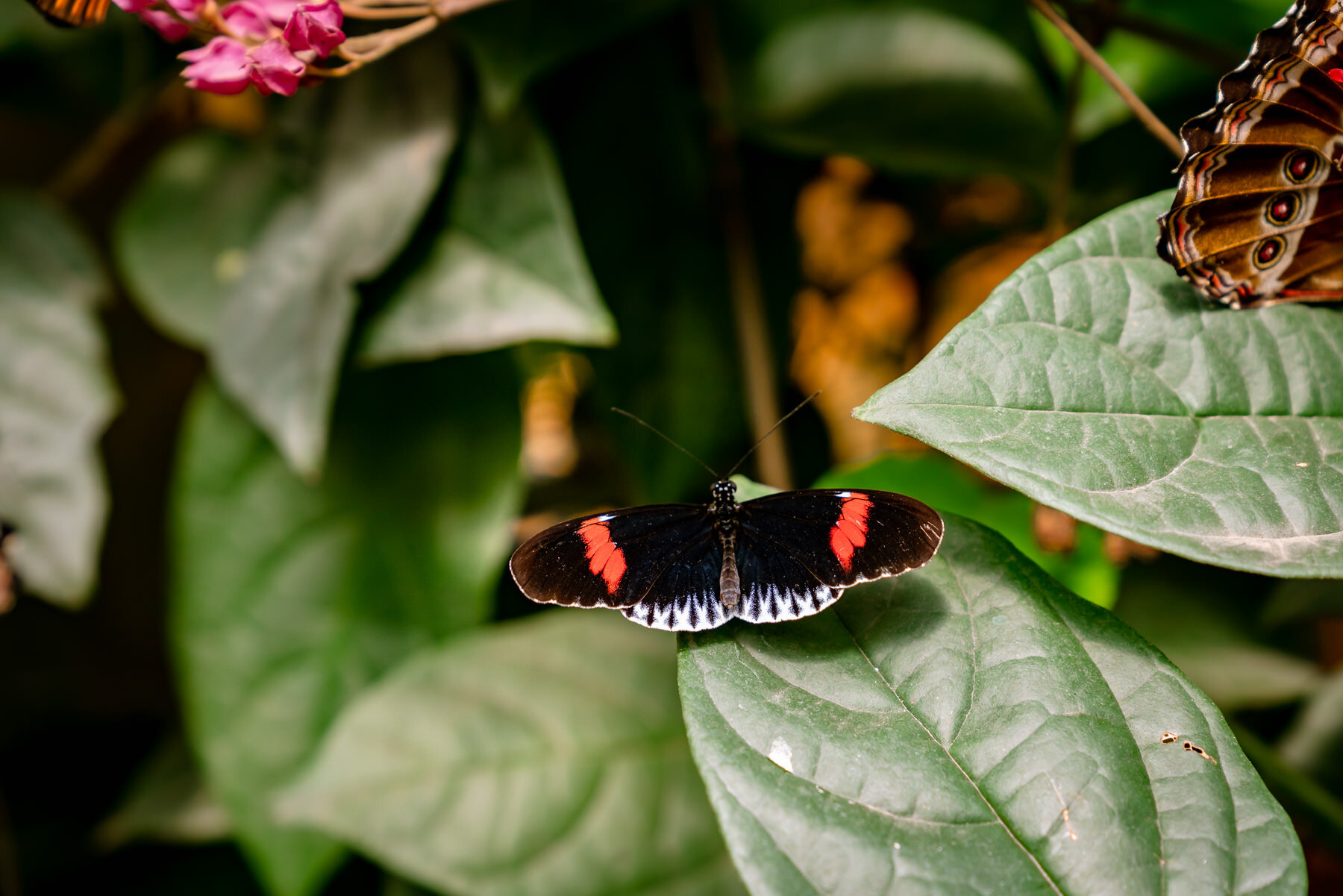 Doris Longwing,Heliconius dorisred