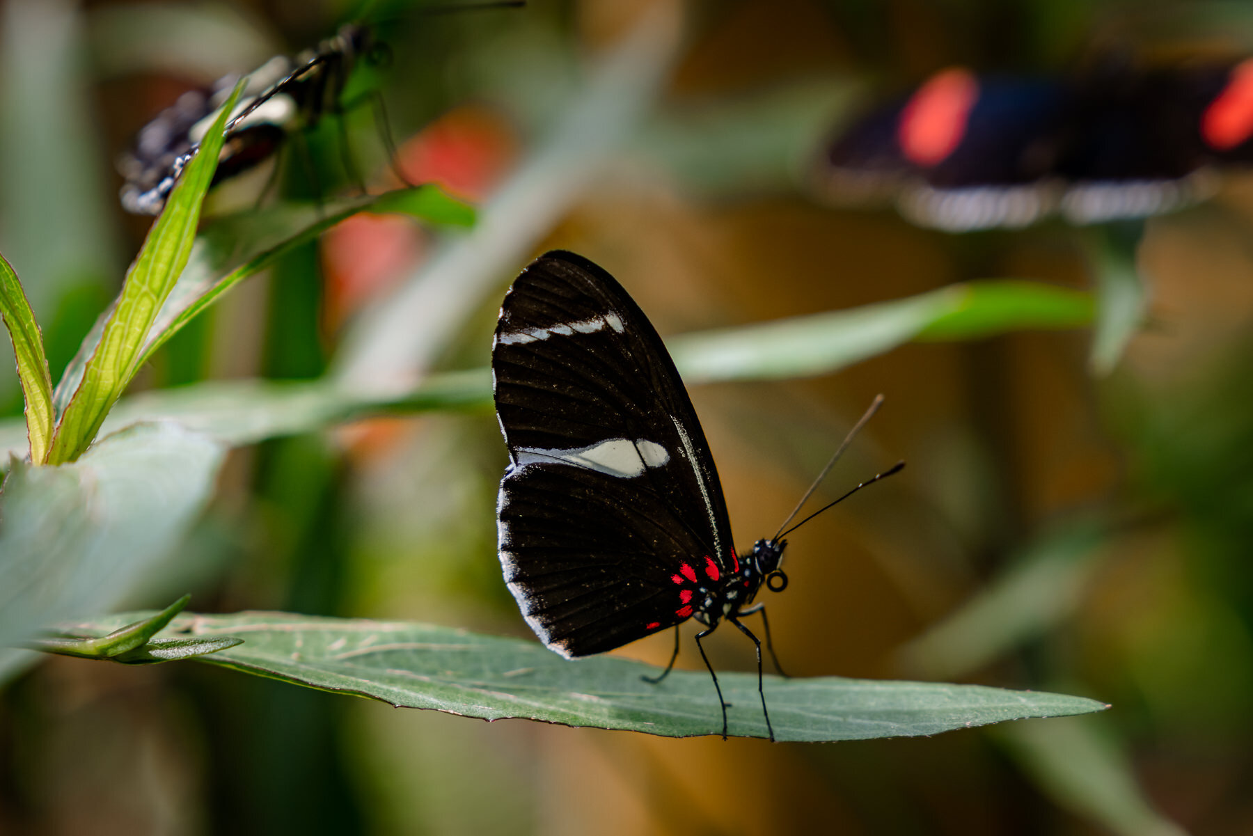 Doris Longwing,Heliconius dorisred
