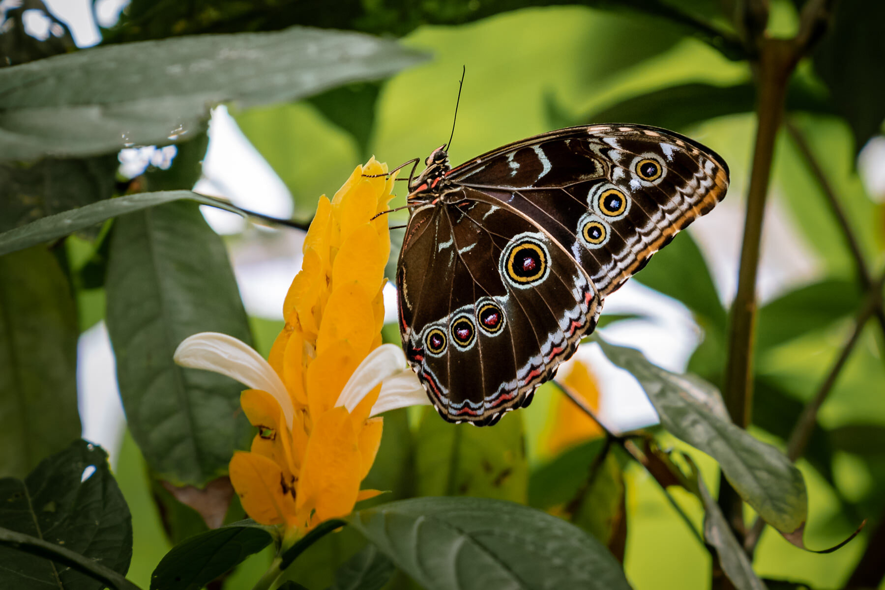 格拉纳达·莫尔弗(Granada Morpho)