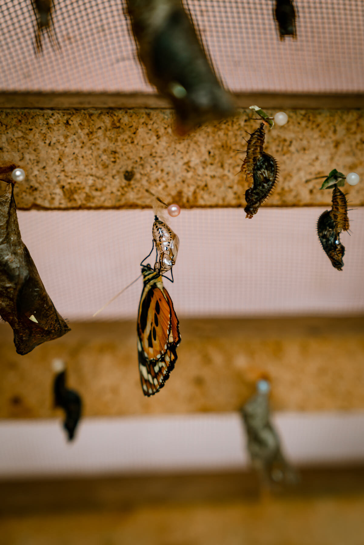 2018.08.26 Butterfly Farm 厄瓜多尔 ©詹妮弗·卡尔摄影-53-64.jpg