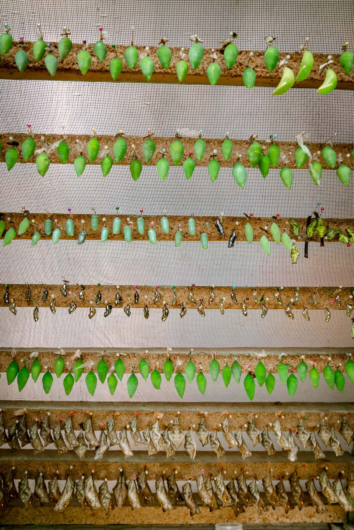 2018.08.26 Butterfly Farm 厄瓜多尔 ©詹妮弗·卡尔摄影-48-59.jpg