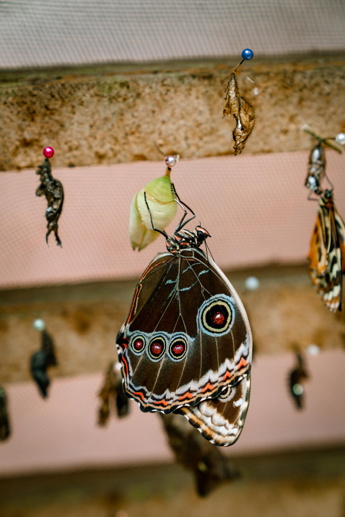 2018.08.26 Butterfly Farm 厄瓜多尔 ©詹妮弗·卡尔摄影-51-62.jpg