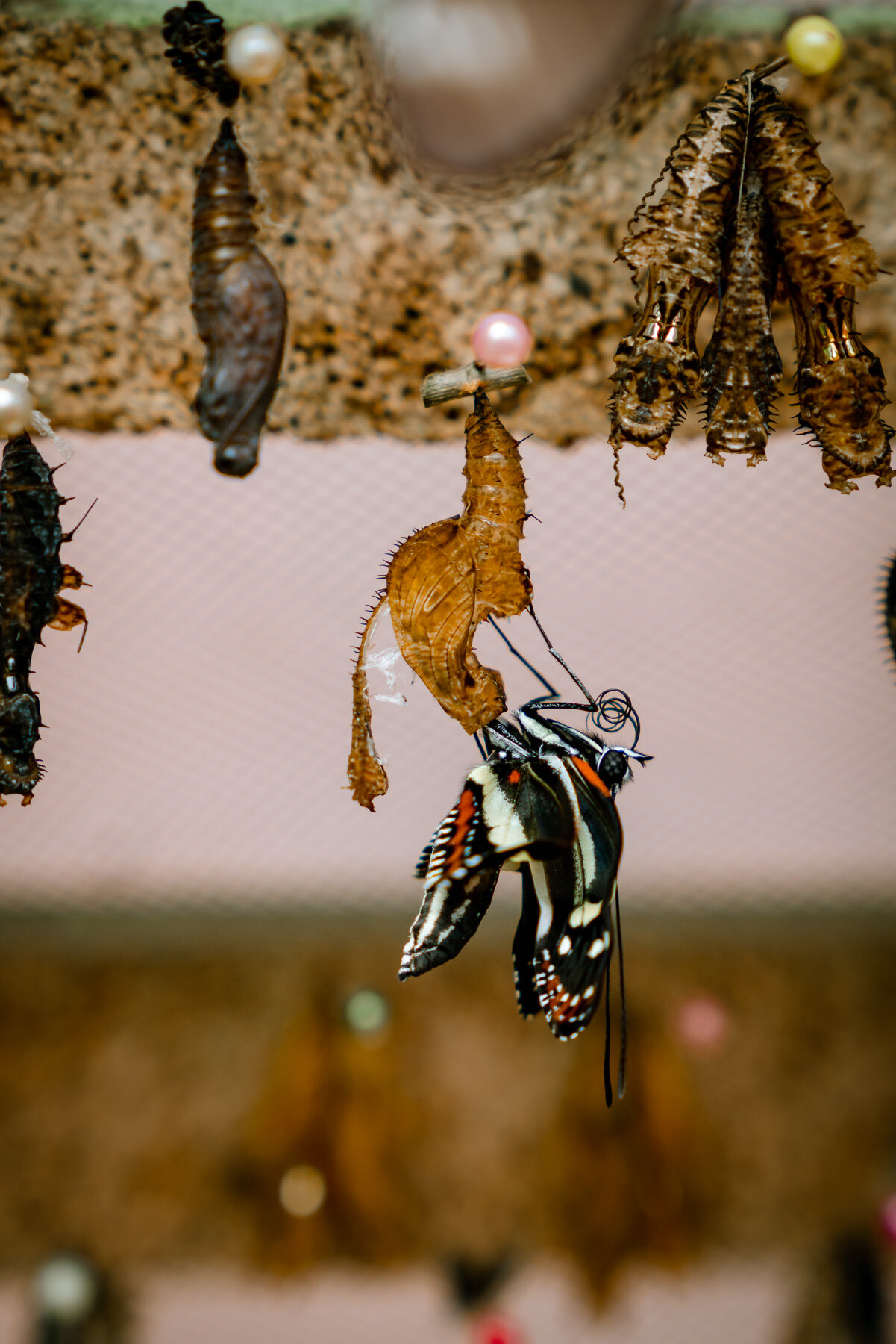 2018.08.26 Butterfly Farm 厄瓜多尔 ©詹妮弗·卡尔摄影-55-66.jpg