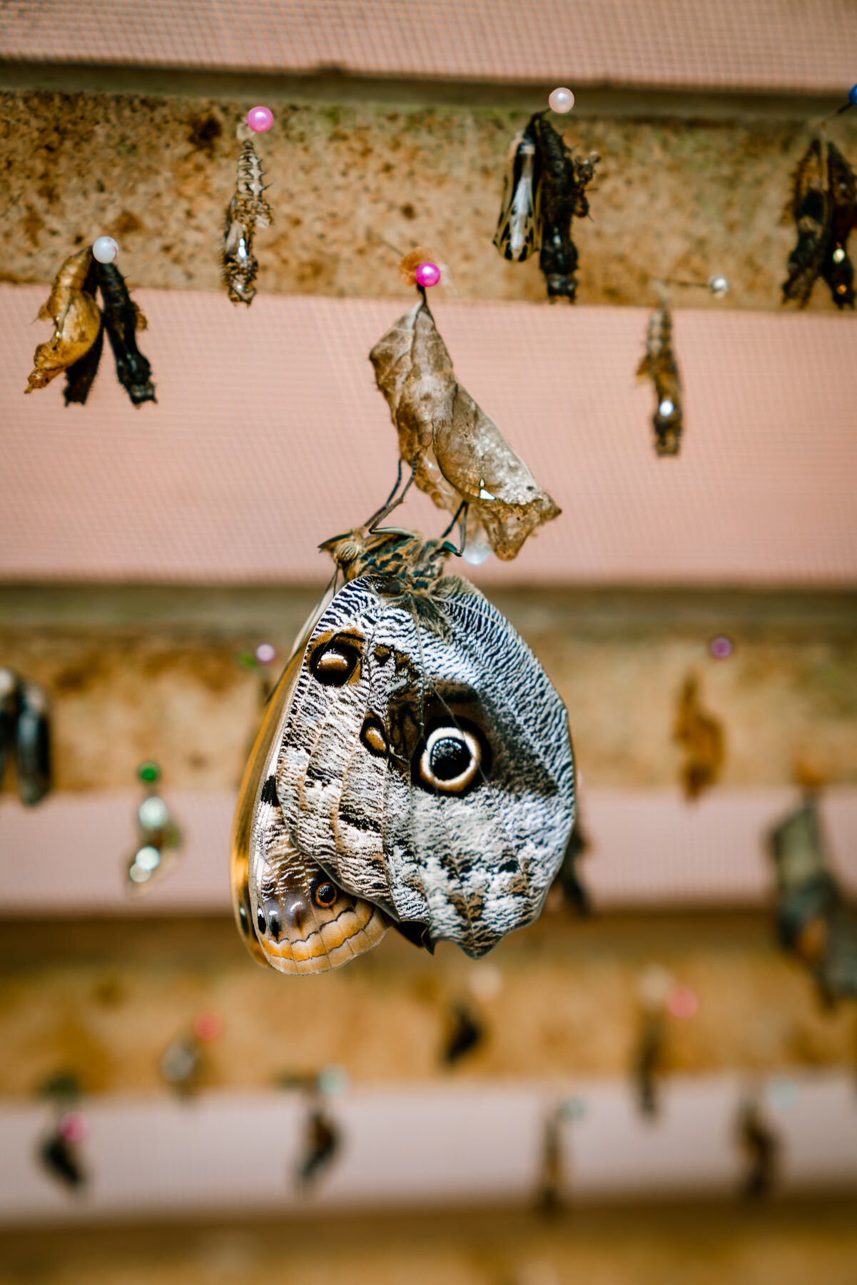 2018.08.26 Butterfly Farm 厄瓜多尔 ©詹妮弗·卡尔摄影-52-63.jpg