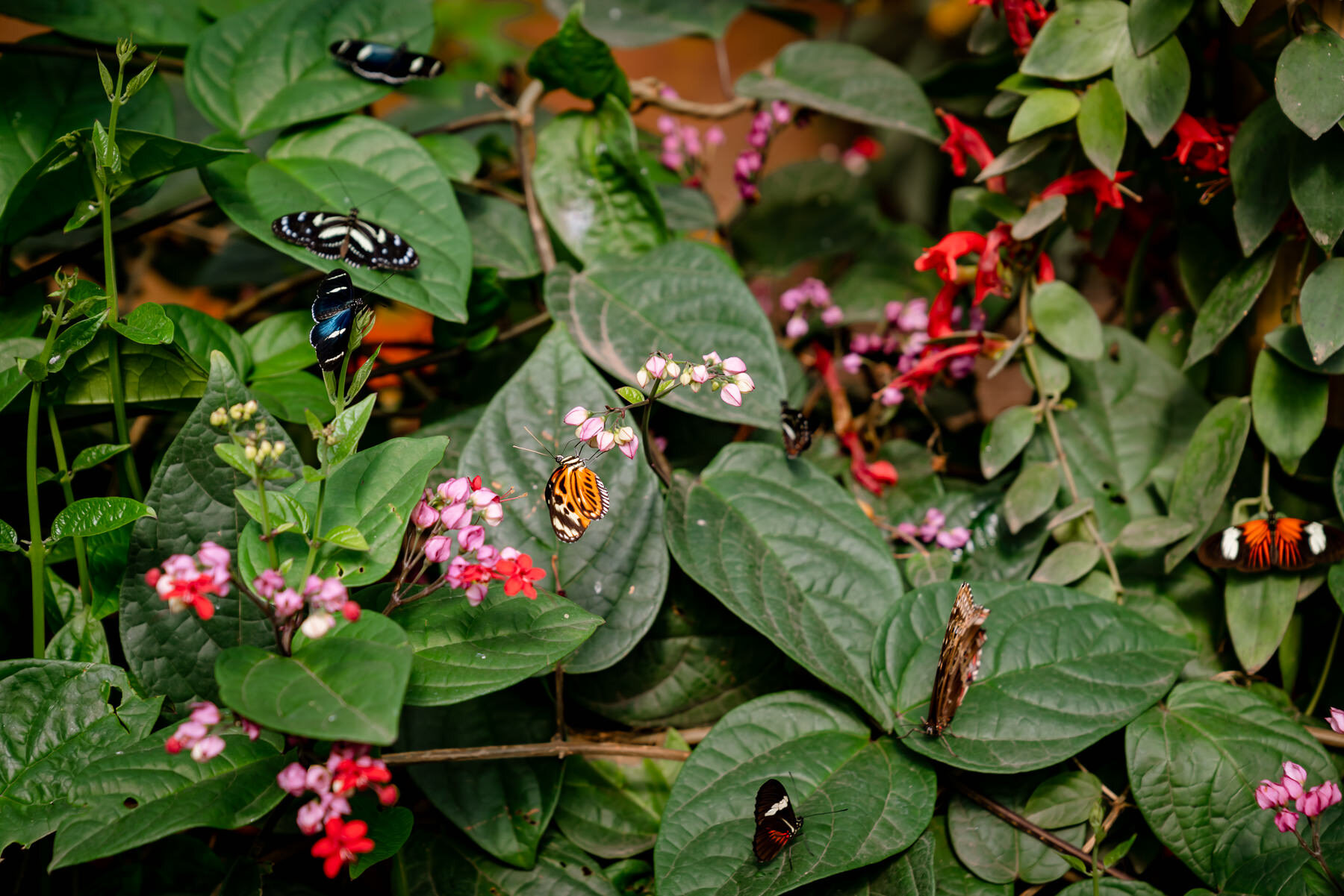 2018.08.26 Butterfly Farm 厄瓜多尔 ©詹妮弗·卡尔摄影-1-32.jpg
