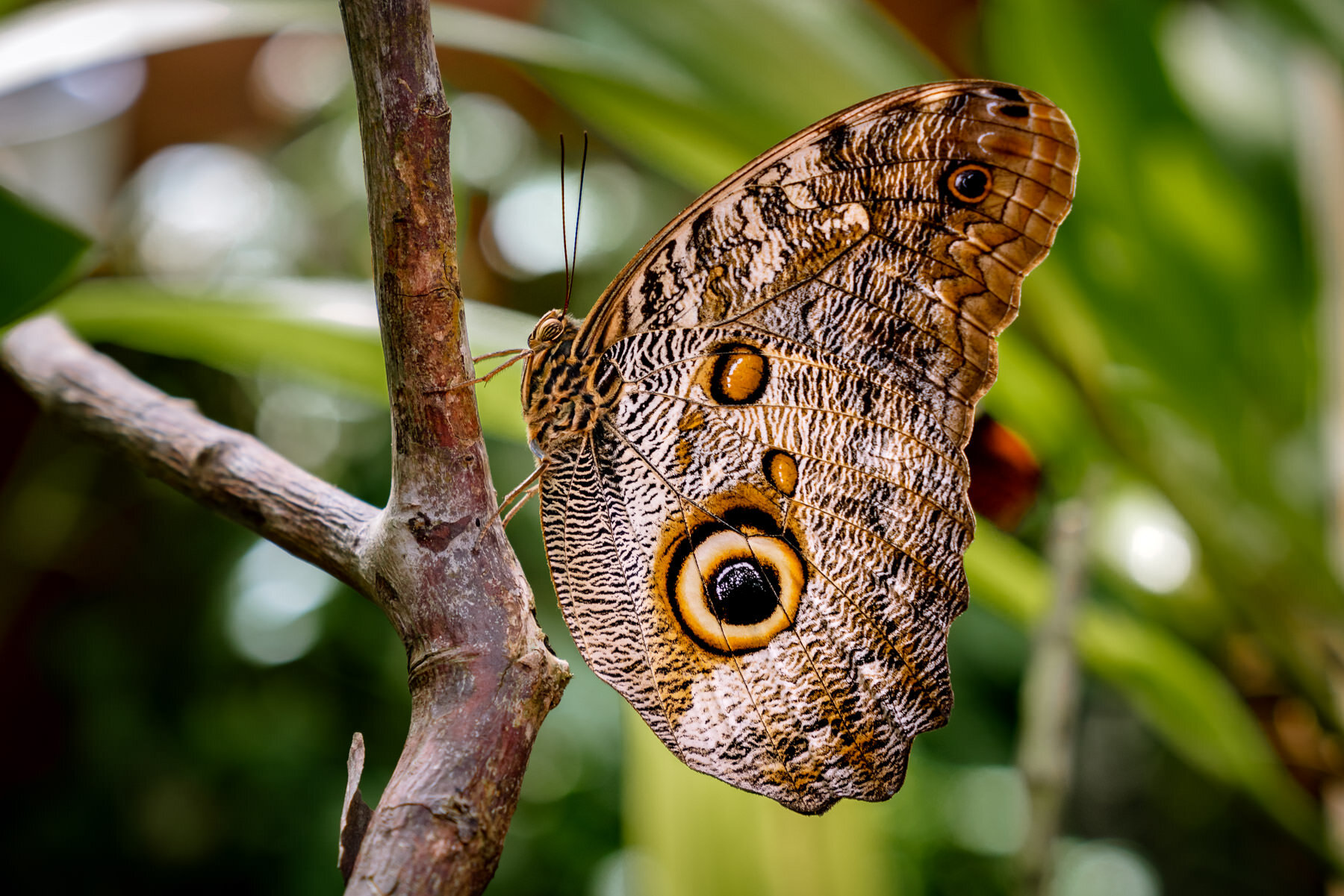 我们在厄瓜多尔的一个月-Mariposas de Mindo-蝴蝶园