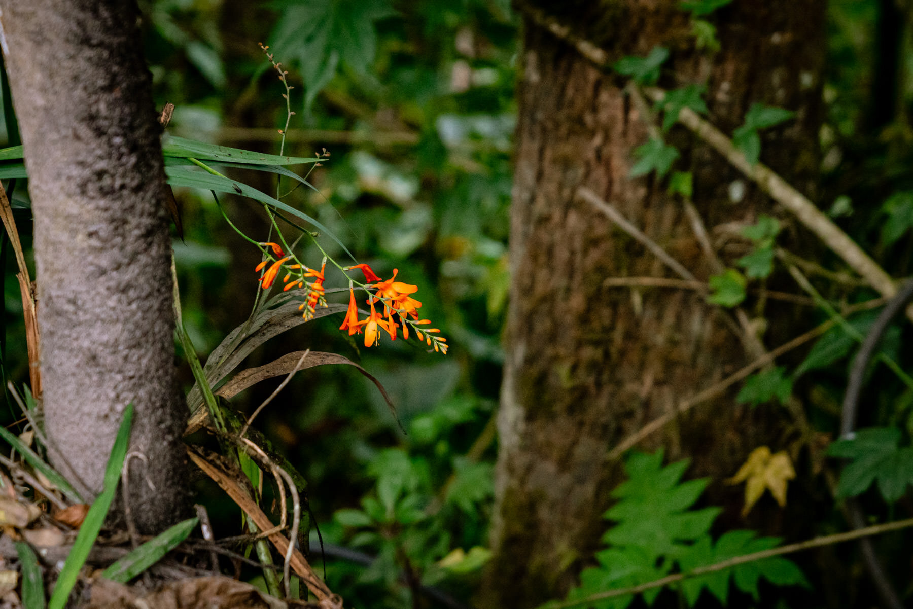 2018.08.27 Hummingbirds Bellavista Cloud Forest 天天竞猜网 ©詹妮弗·卡尔摄影-99.jpg