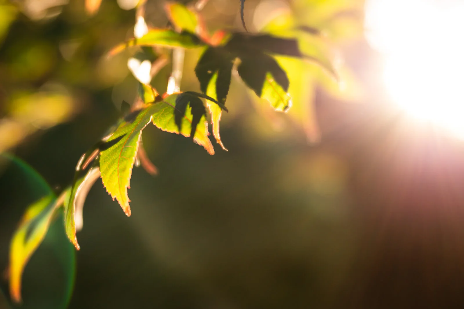 Tree_leaves_at_sunset.jpg
