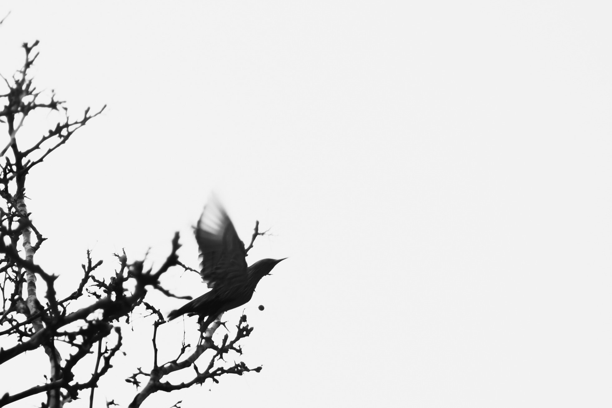 Fleeing ©詹妮弗·卡尔摄影.jpg