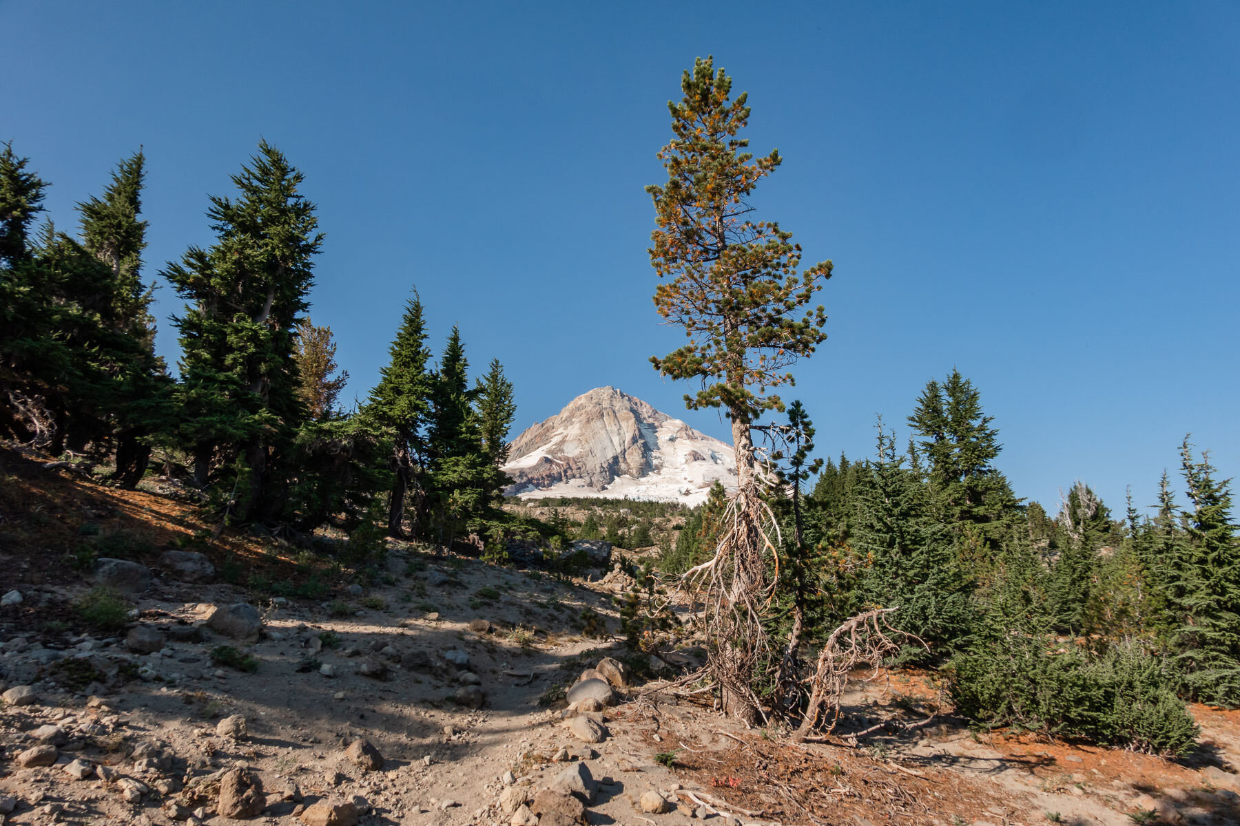 Tilly Jane Trail,Mount Hood,Oregon