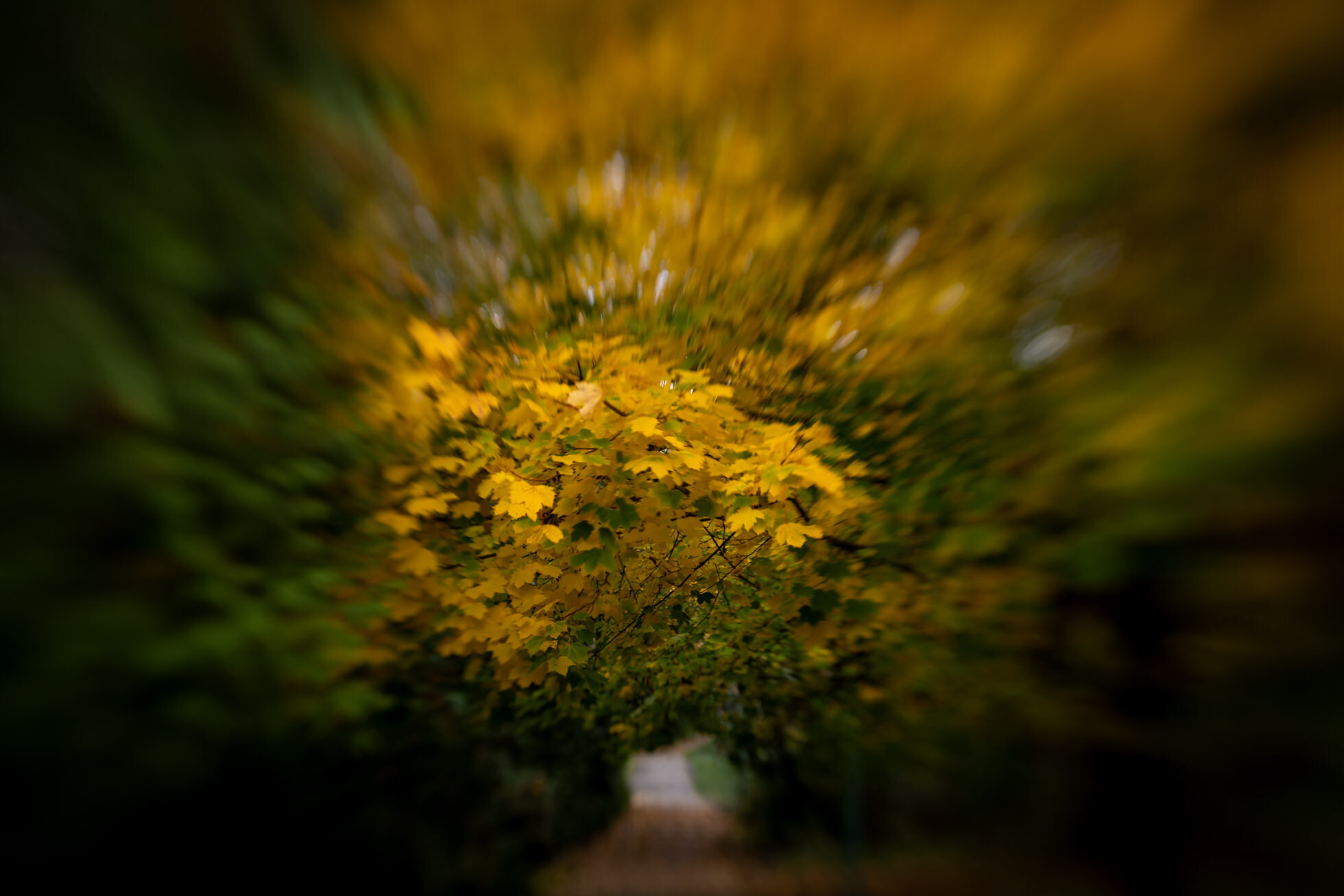 Lensbaby Spark 2.0