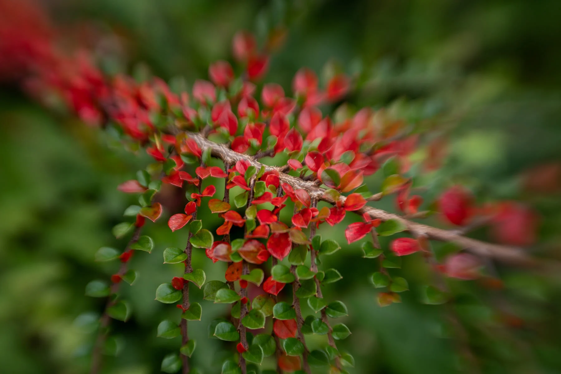 Kirkland Fall Colors Lensbaby Spark©詹妮弗卡尔摄影-6.JPG