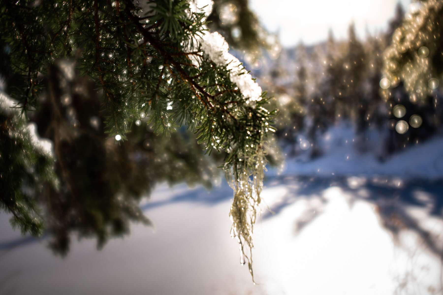 雪覆盖常青树| Lensbaby天鹅绒28.