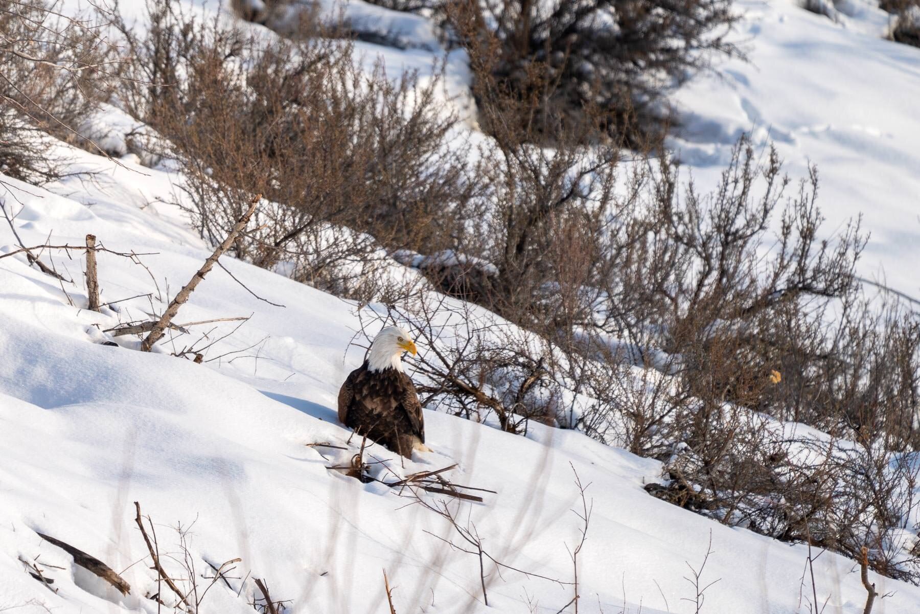 Bald Eagle,Winthrop,WA