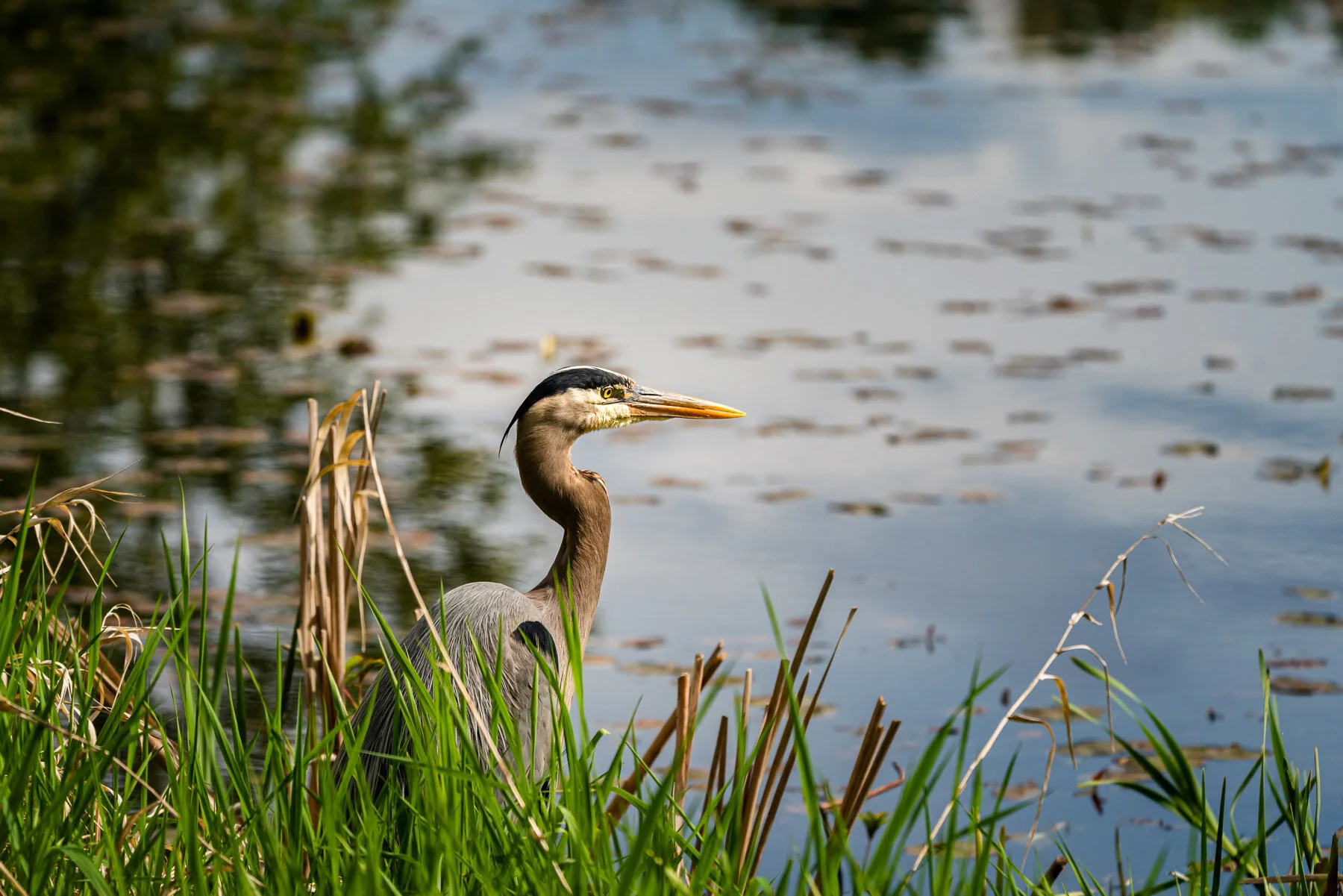 2020.04.29 Juanita Bay Park-56-2.jpg