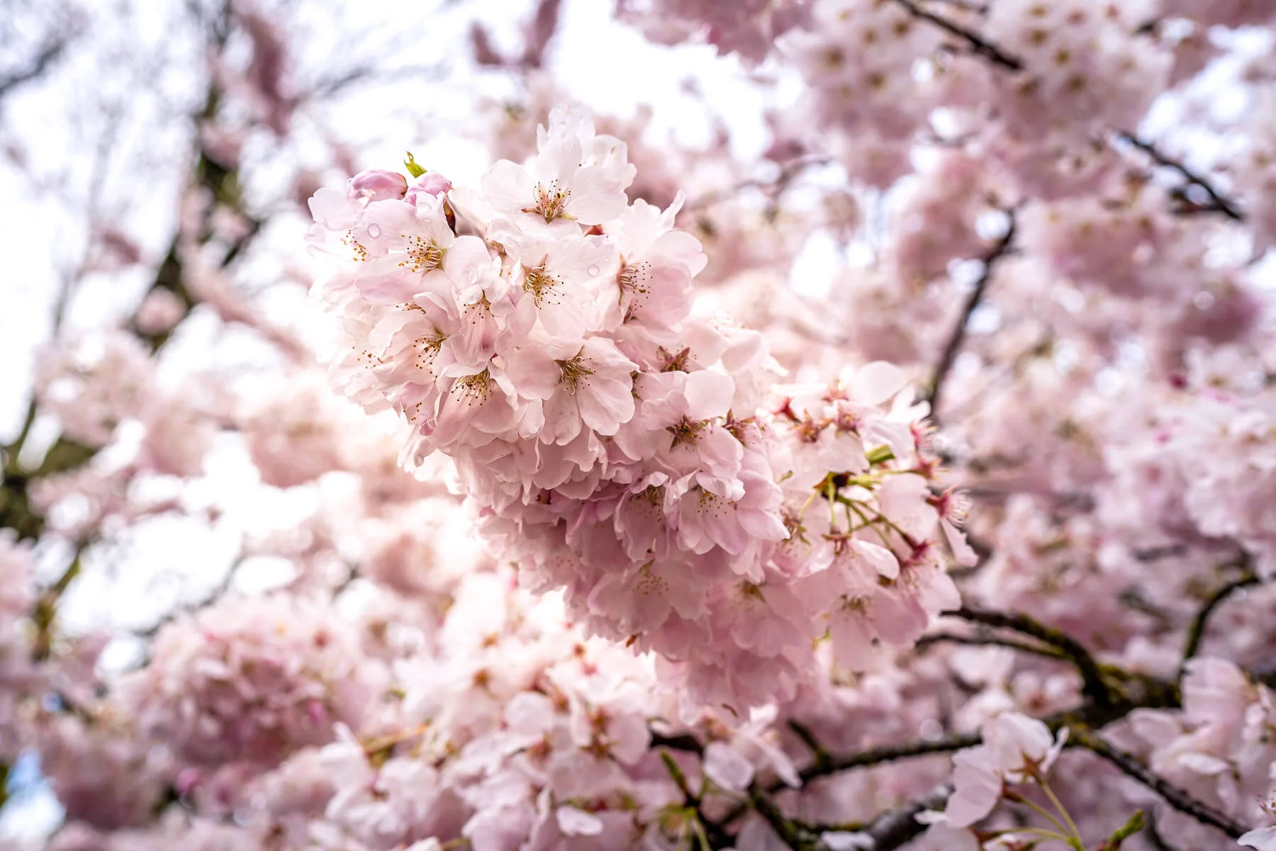 樱花-1-2.jpg