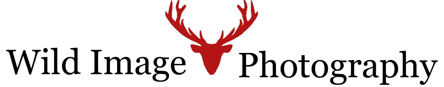 Wild Image Photography