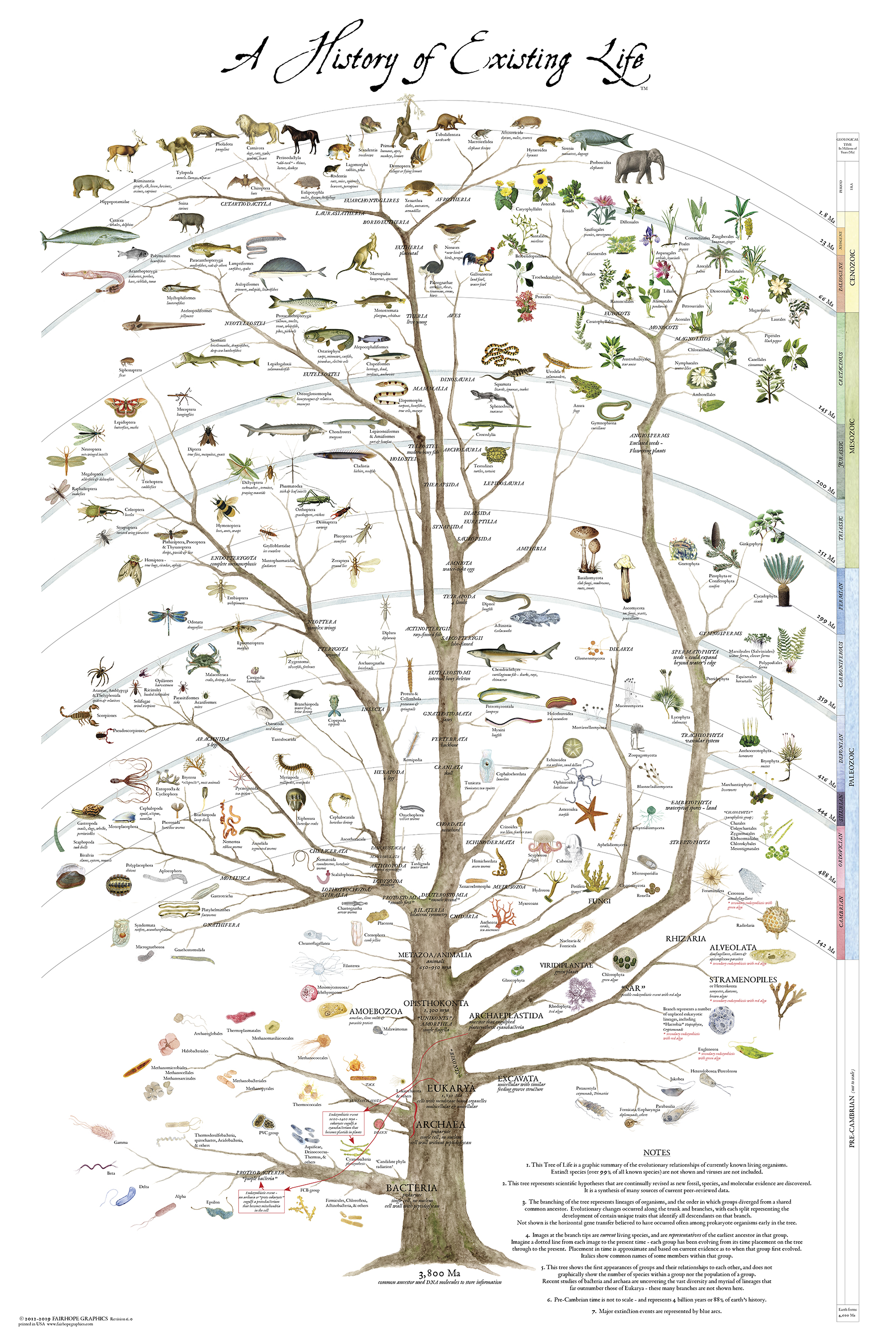 animal evolution tree