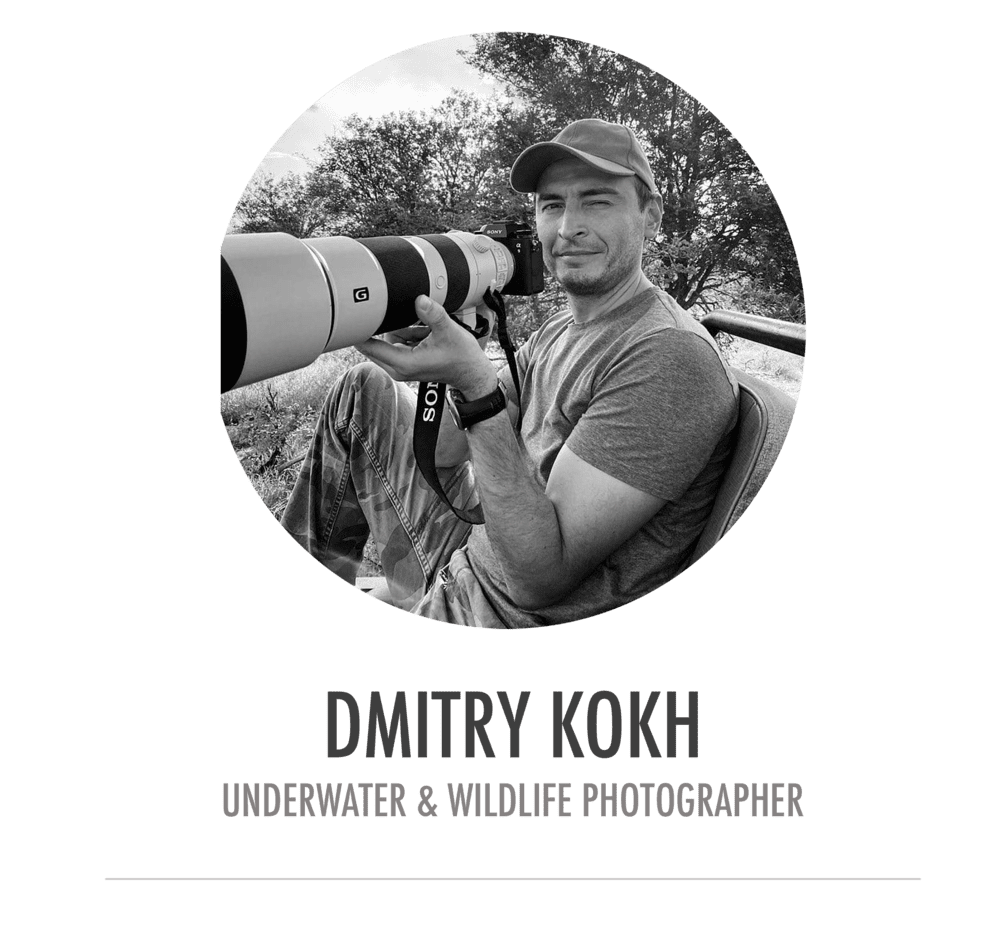 Dmitry Kokh - underwater and wildlife photographer