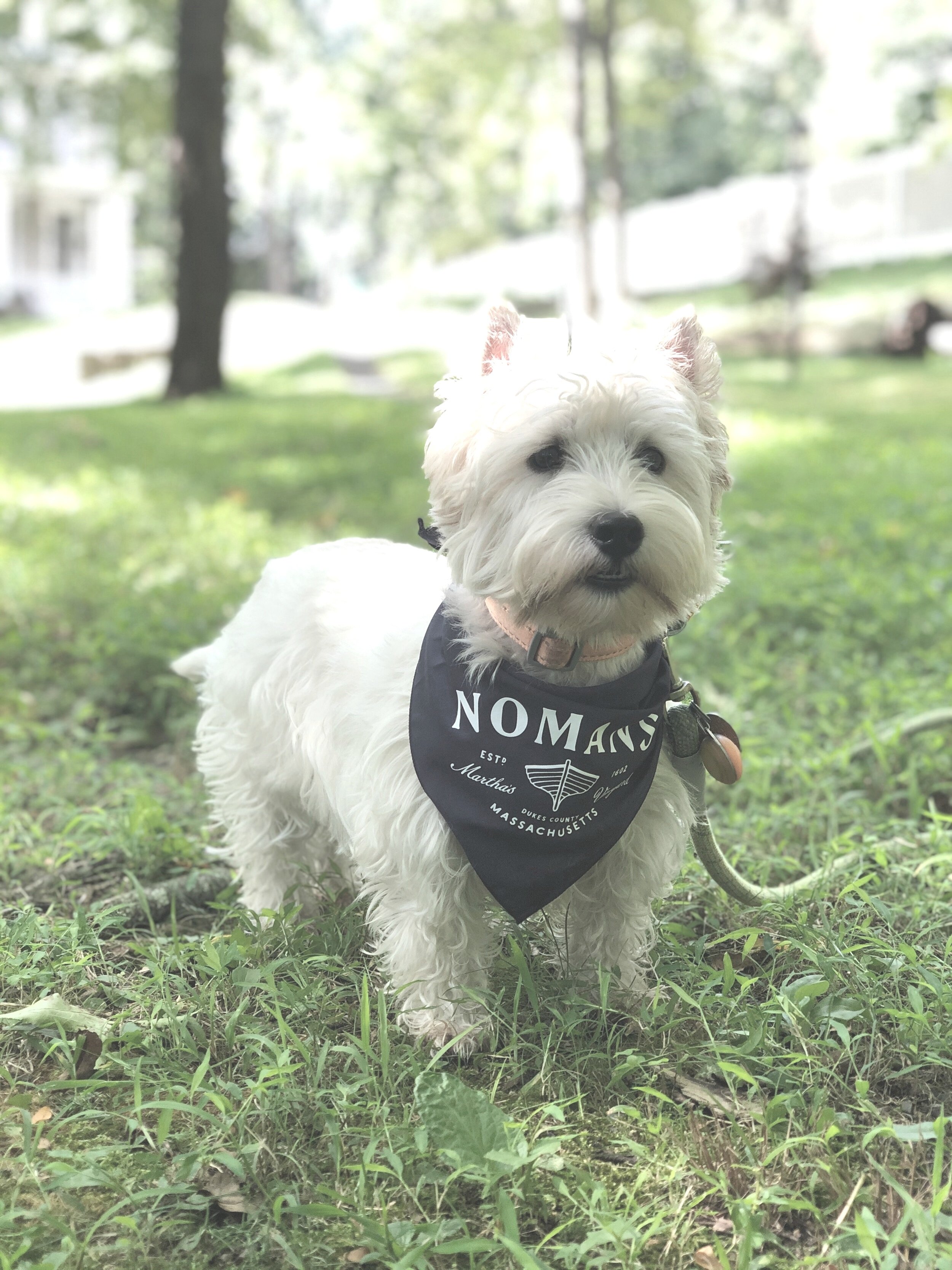 Nomans OG Logo, Dog Bandana - —