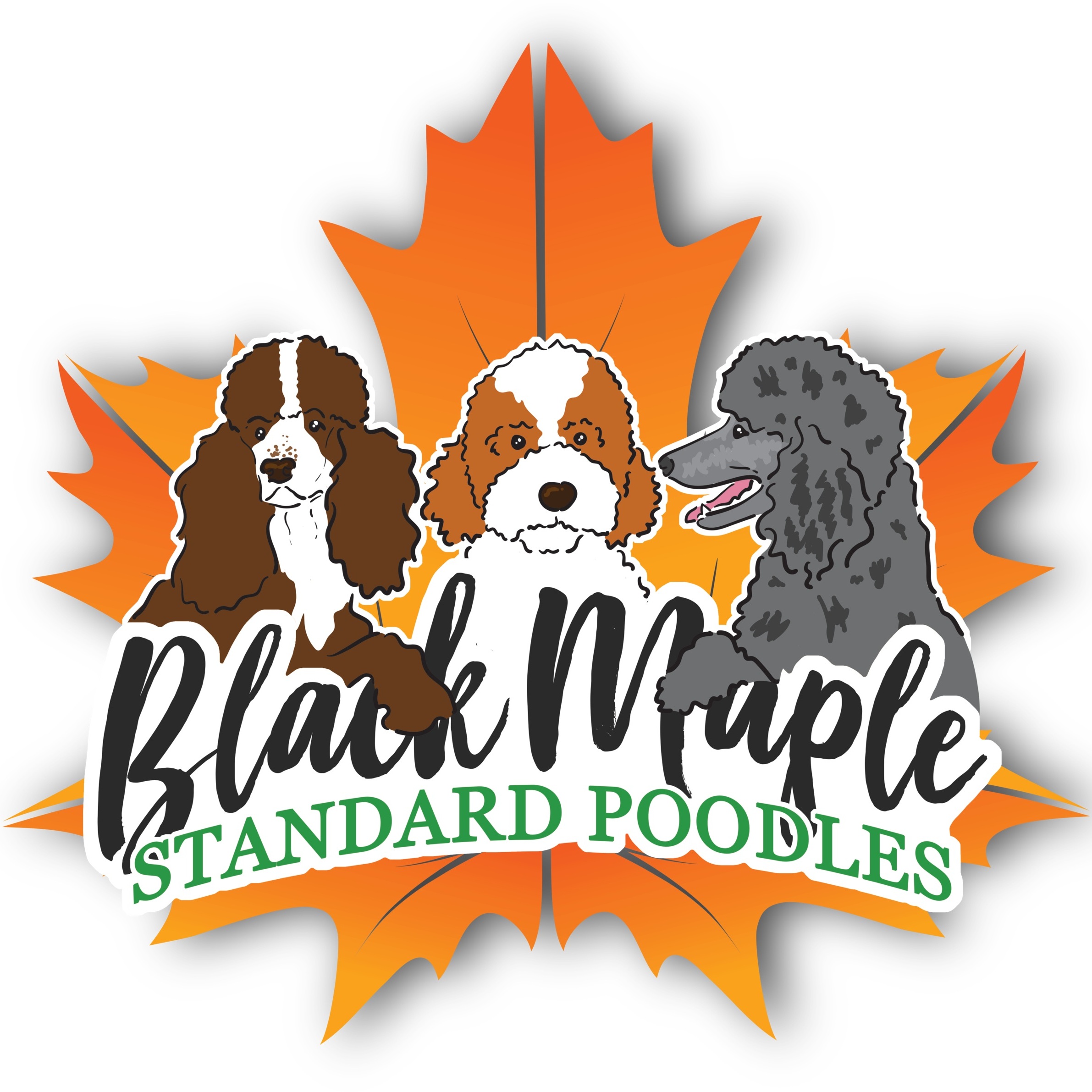 Black Maple Standard Poodles