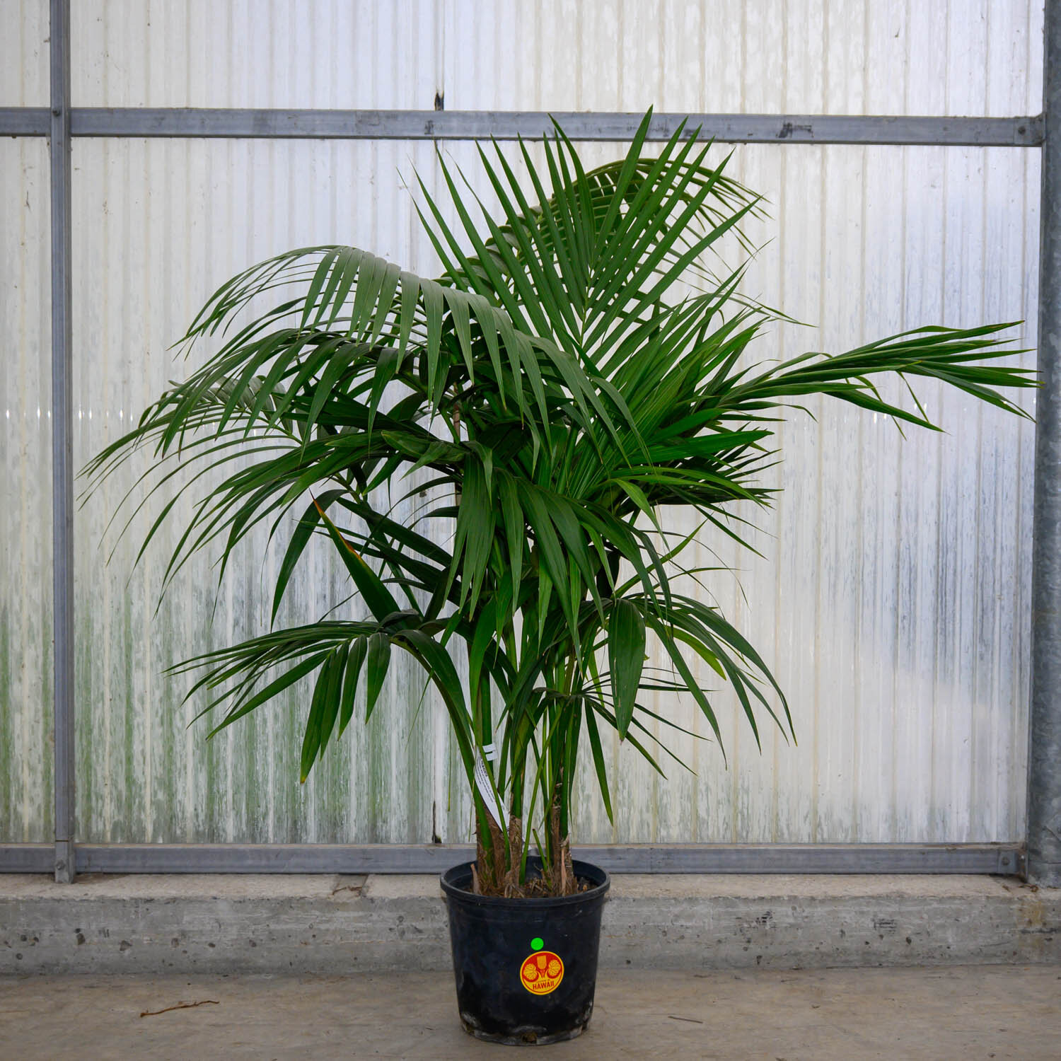kentia palm — stamen style