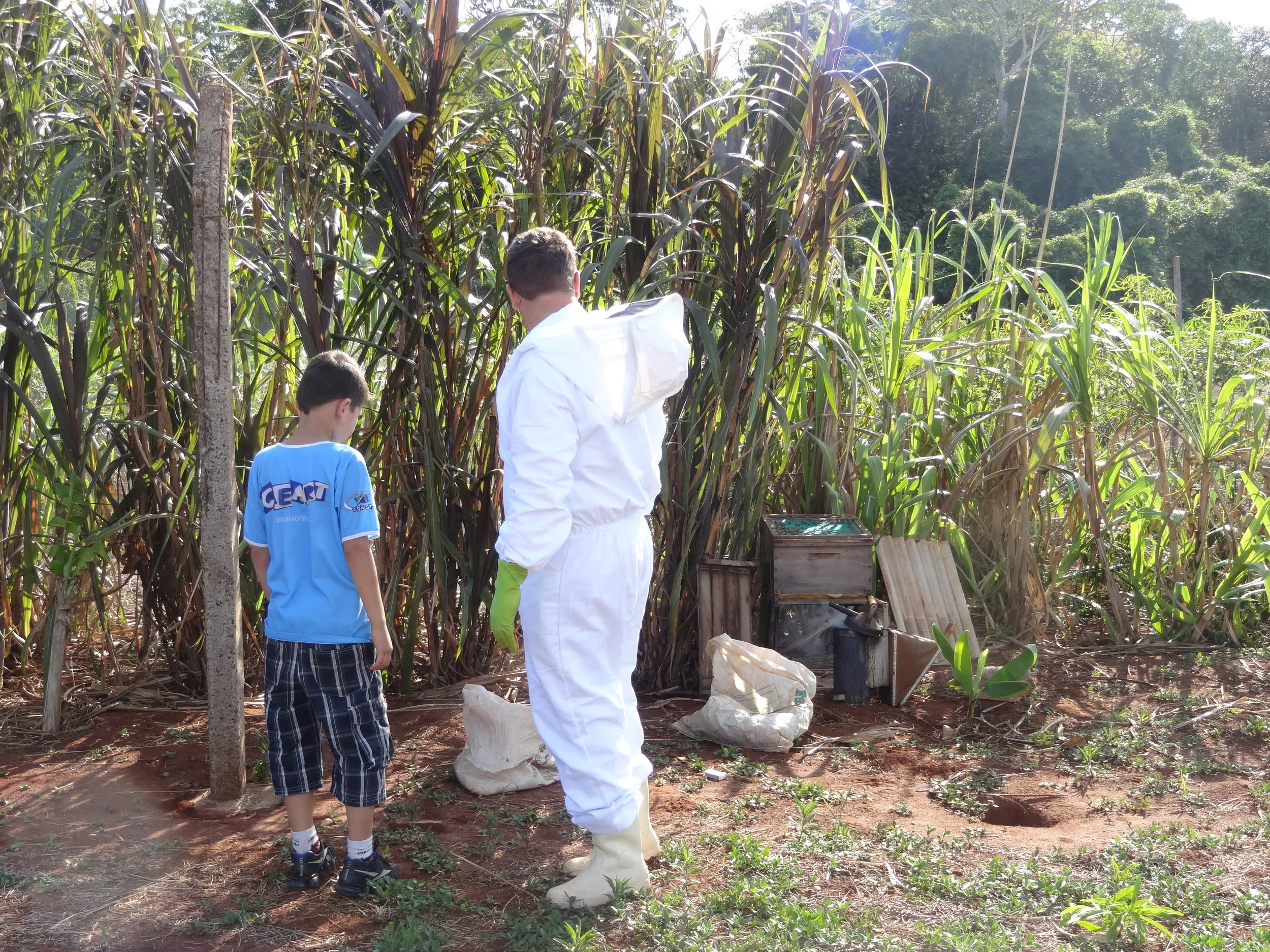 Projeto "Abelhas" - 2º ano B - Profª Eunice