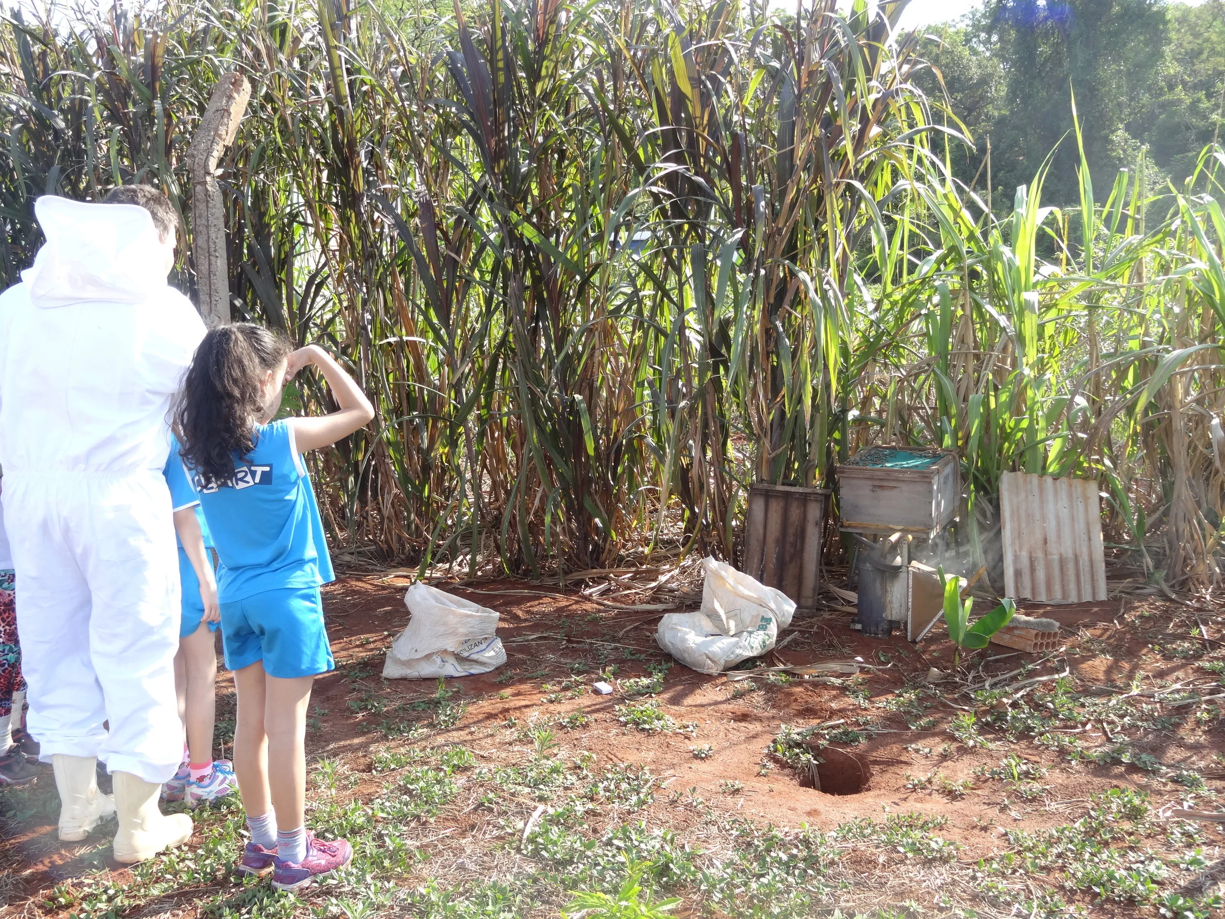 Projeto "Abelhas" - 2º ano B - Profª Eunice