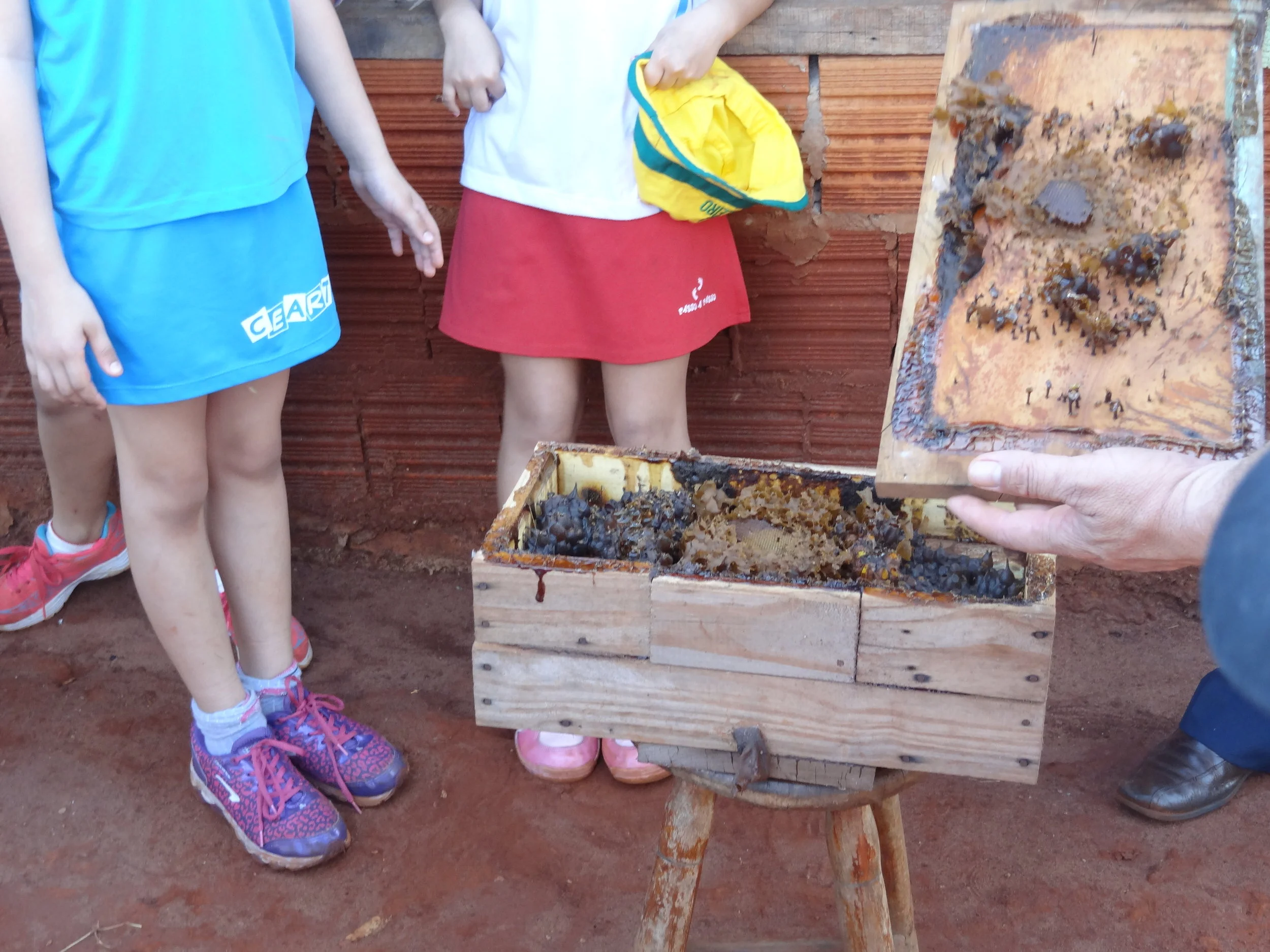 Projeto "Abelhas" - 2º ano B - Profª Eunice