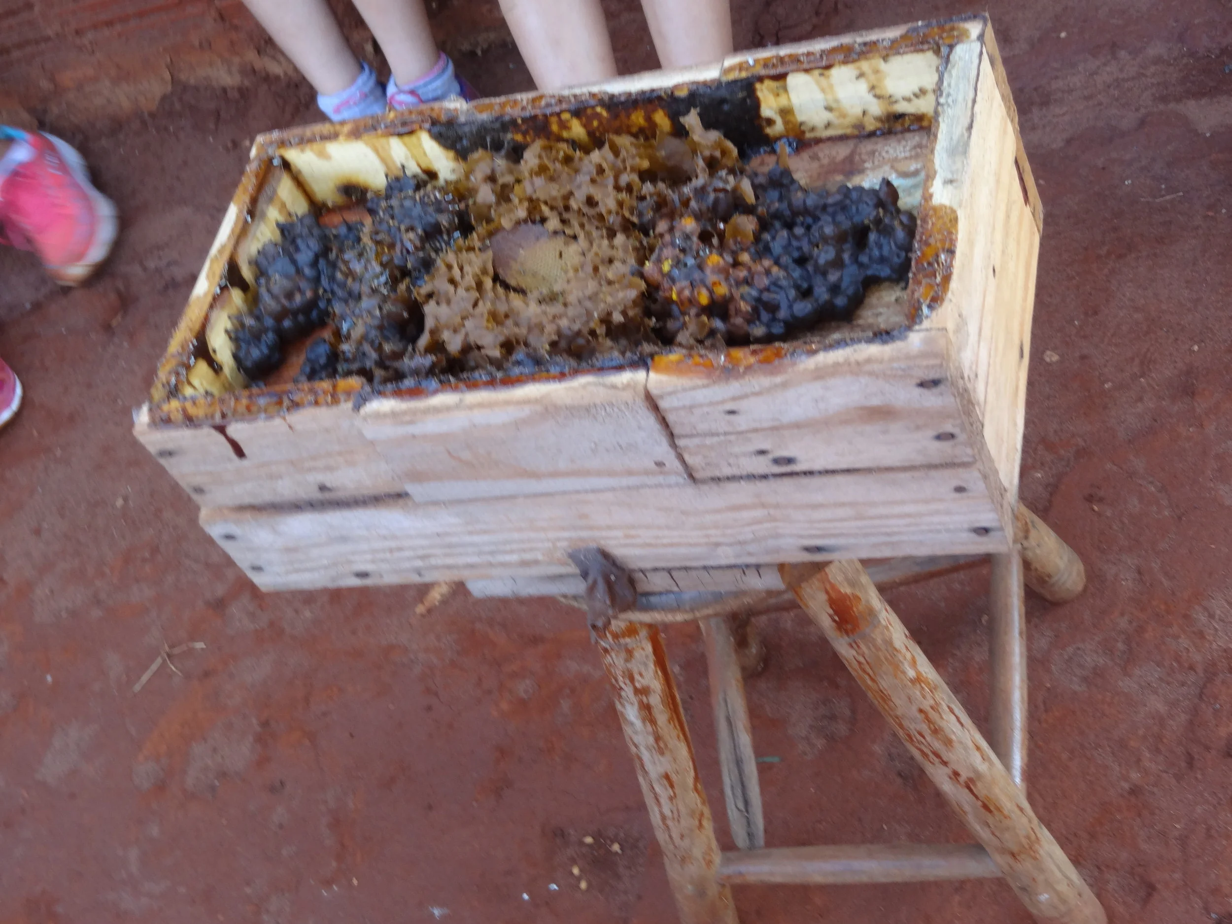 Projeto "Abelhas" - 2º ano B - Profª Eunice