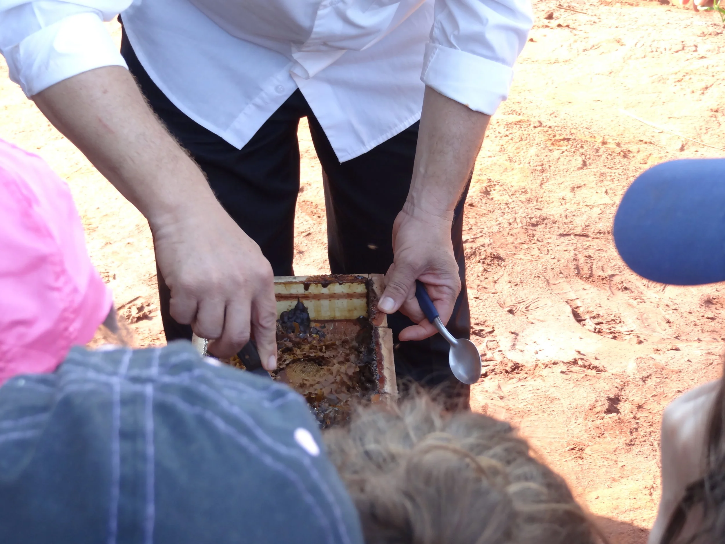 Projeto "Abelhas" - 2º ano B - Profª Eunice