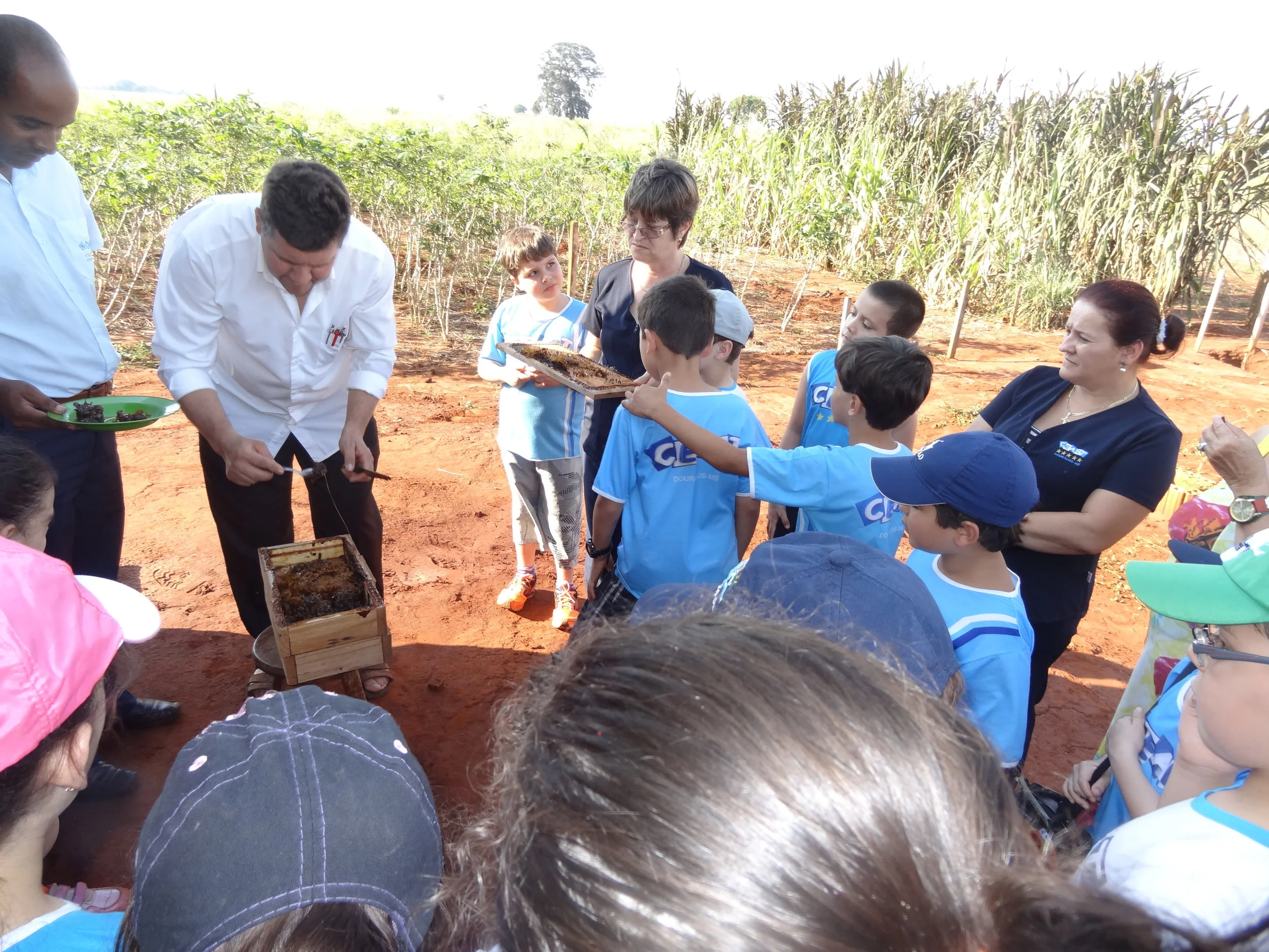 Projeto "Abelhas" - 2º ano B - Profª Eunice
