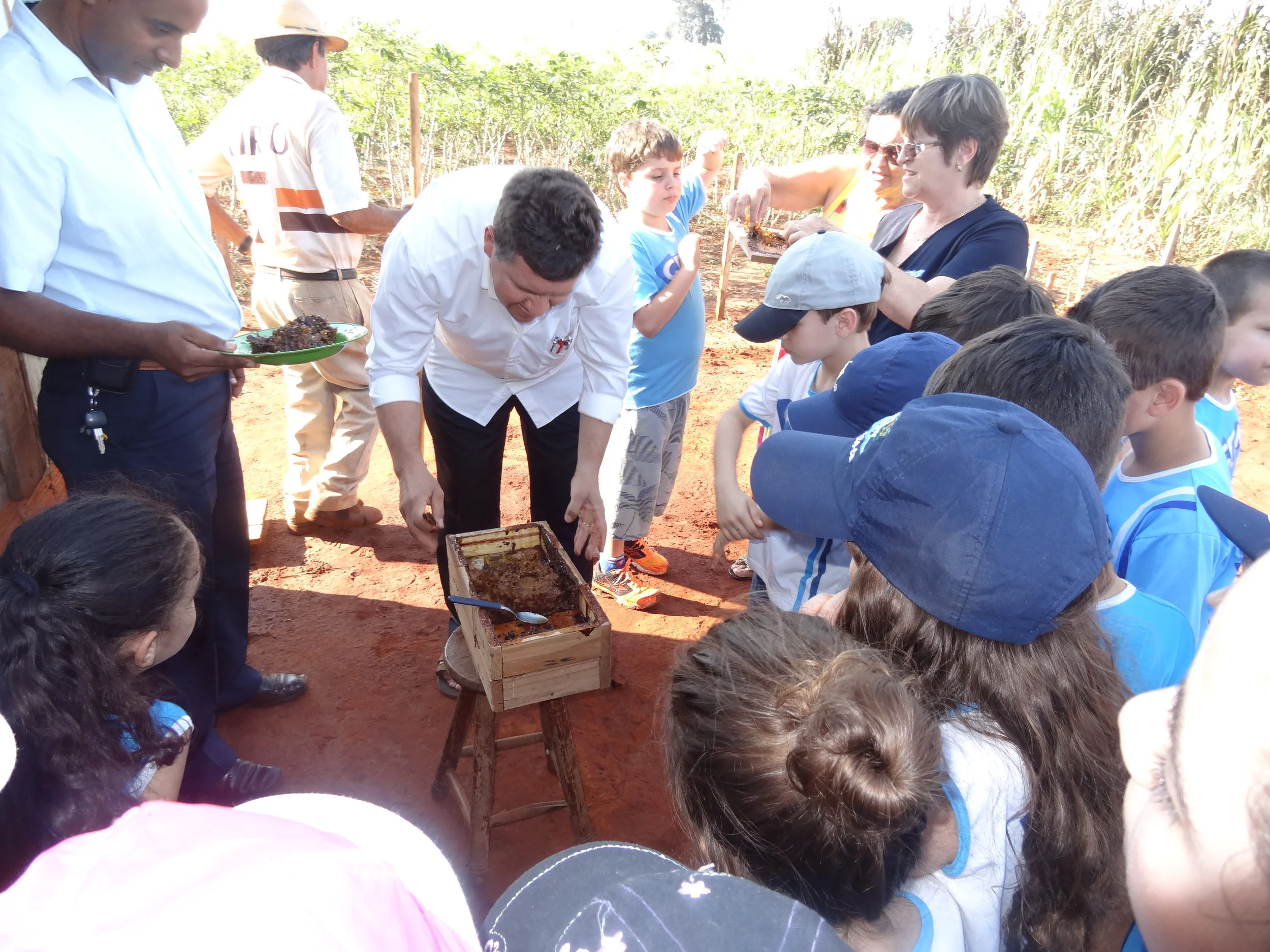 Projeto "Abelhas" - 2º ano B - Profª Eunice