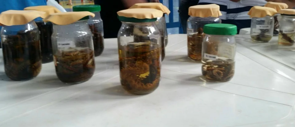 Feira de Ciências - 2016 Feira de Ciências - 2016