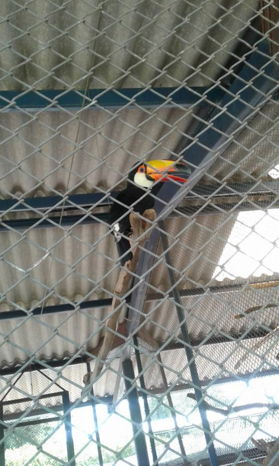 Amigo do Meio Ambiente- Greenfarm CO2 FREE