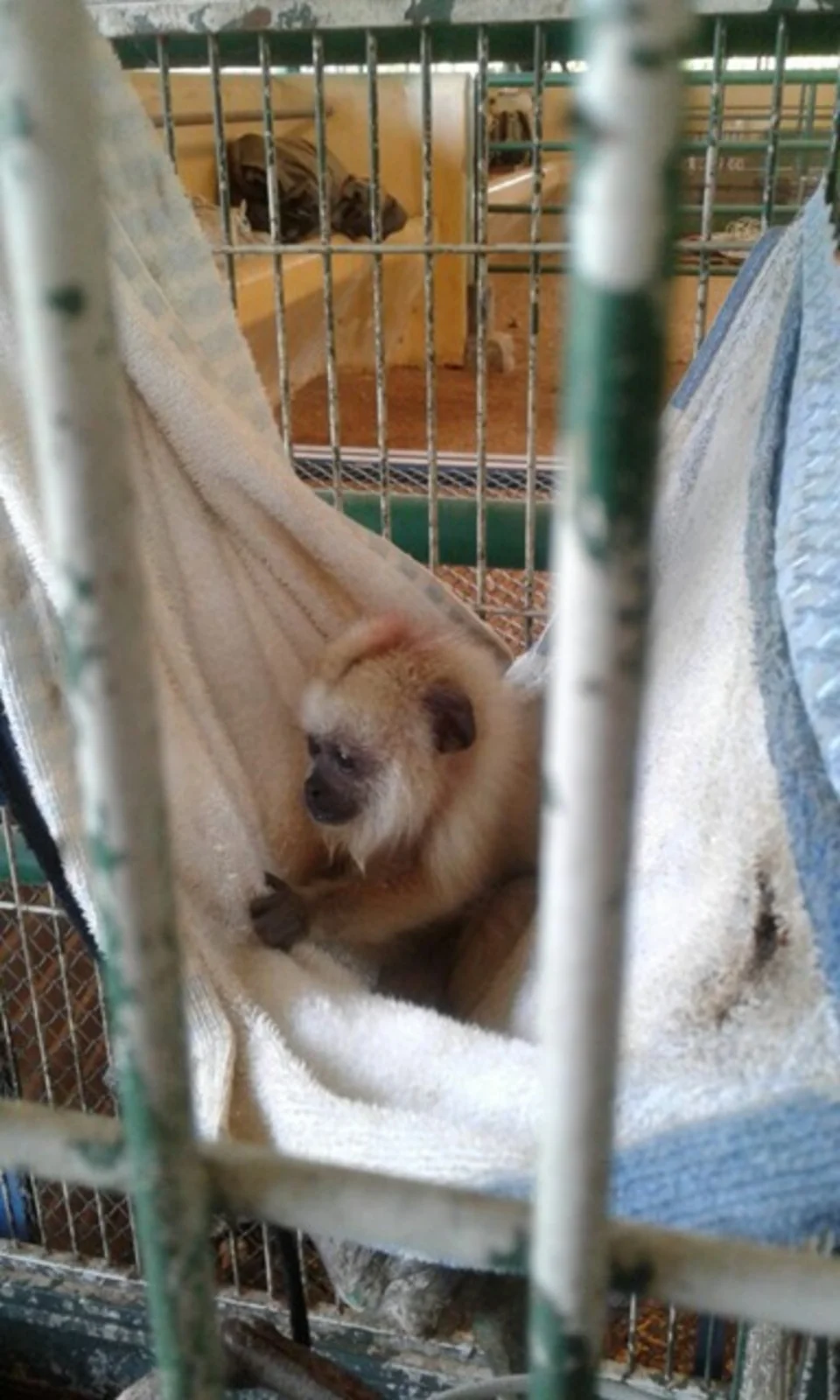 Amigo do Meio Ambiente- Greenfarm CO2 FREE