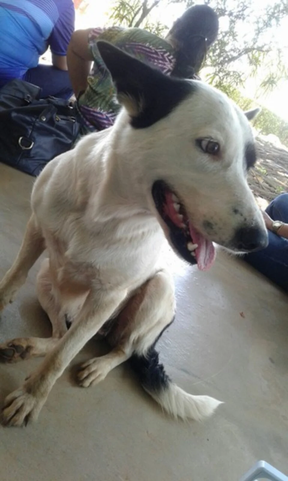 Amigo do Meio Ambiente- Greenfarm CO2 FREE