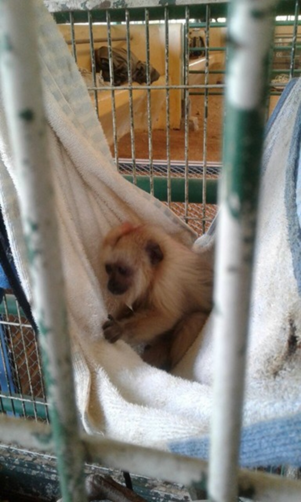 Amigo do Meio Ambiente- Greenfarm CO2 FREE