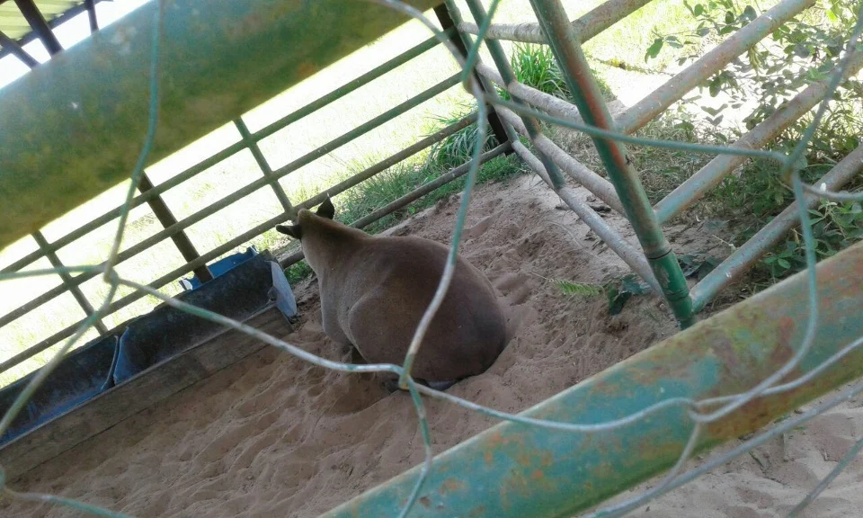 Amigo do Meio Ambiente- Greenfarm CO2 FREE