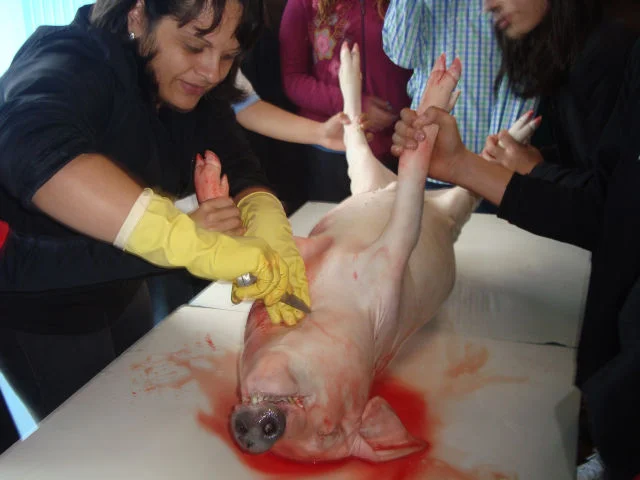 Estudando a anatomia suína